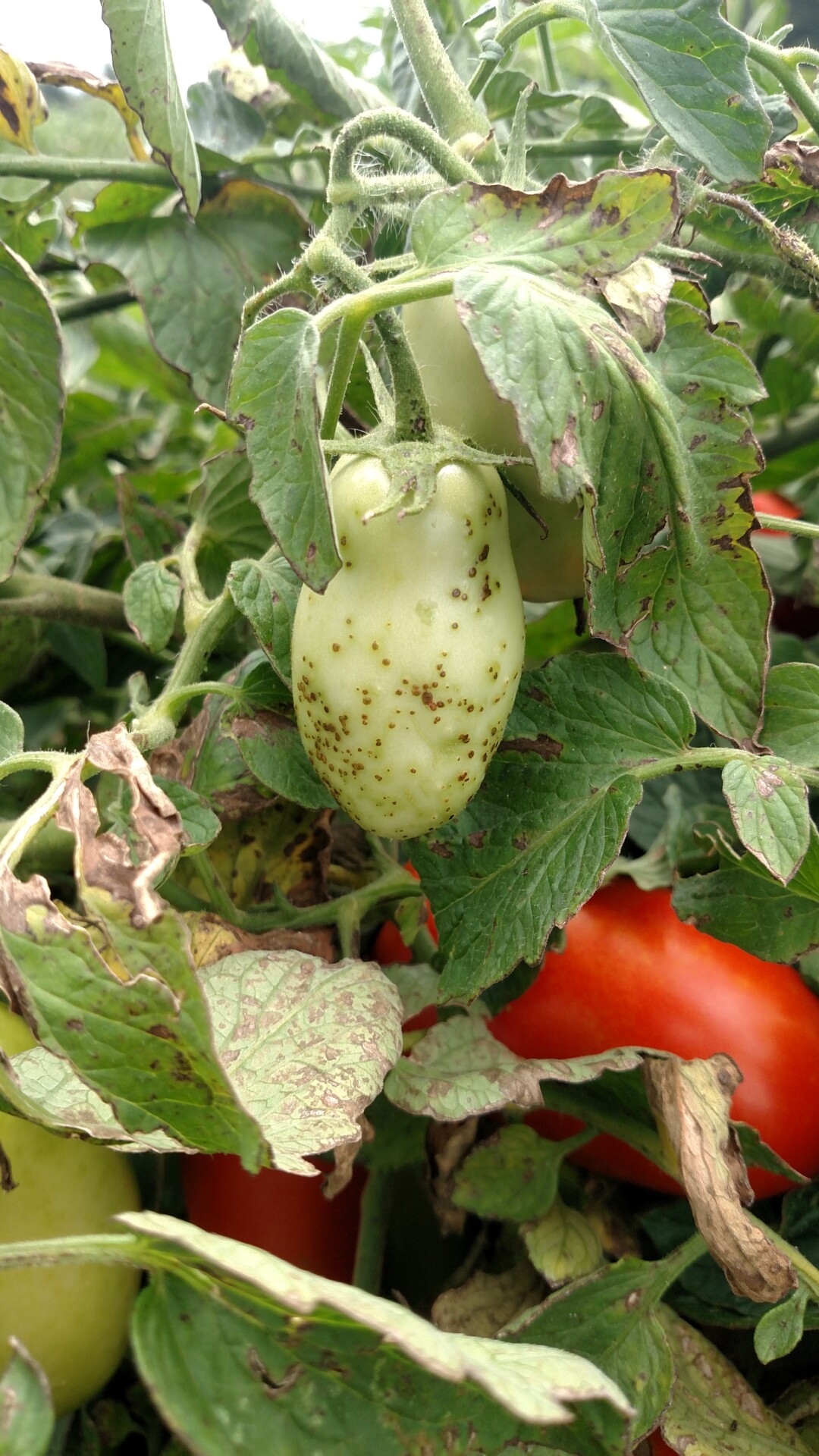 Figure 10. Tomato fruit severely affected by bacterial spot.