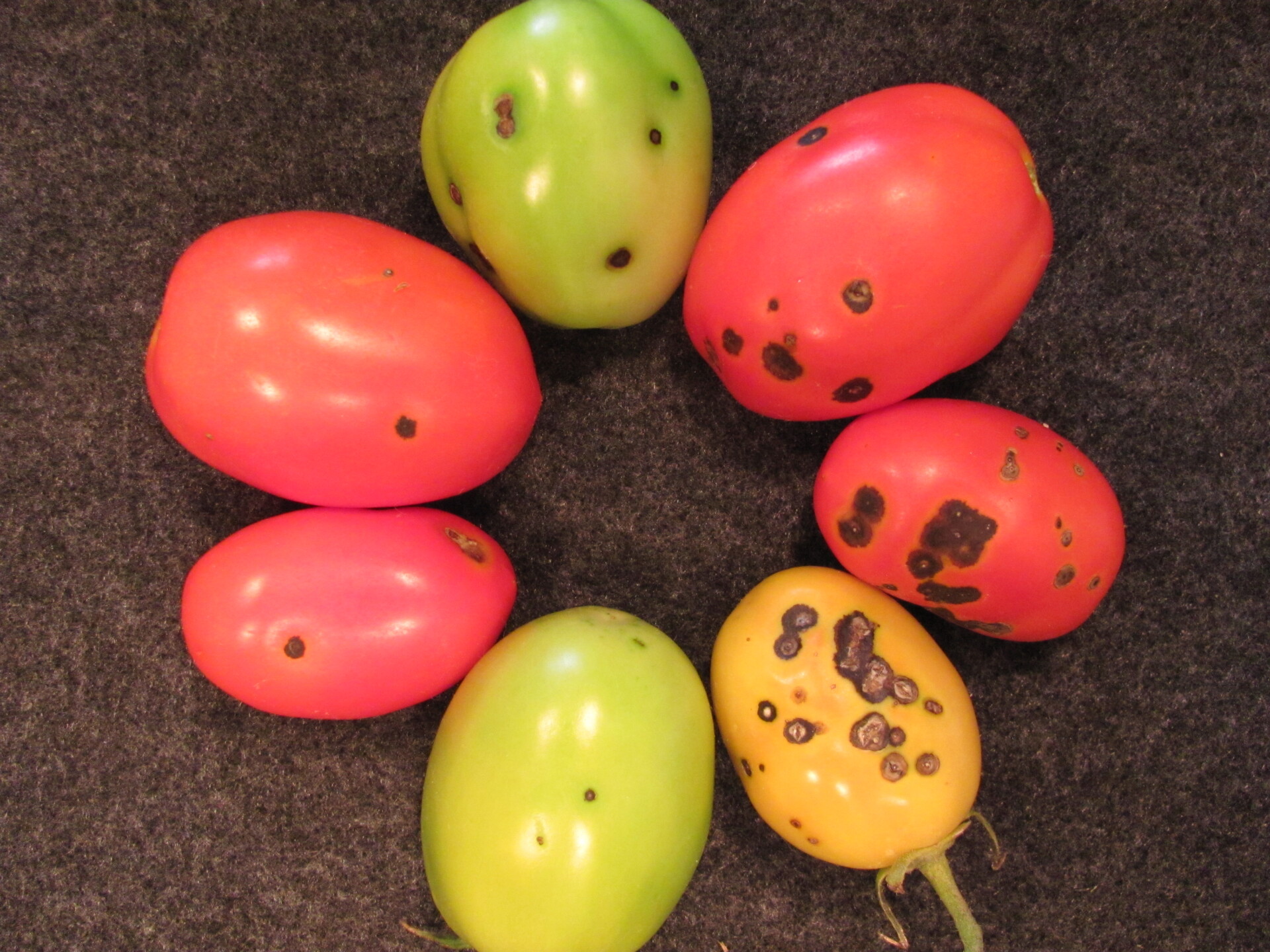 Figure 3. A range of symptoms of bacterial spot on fruit.