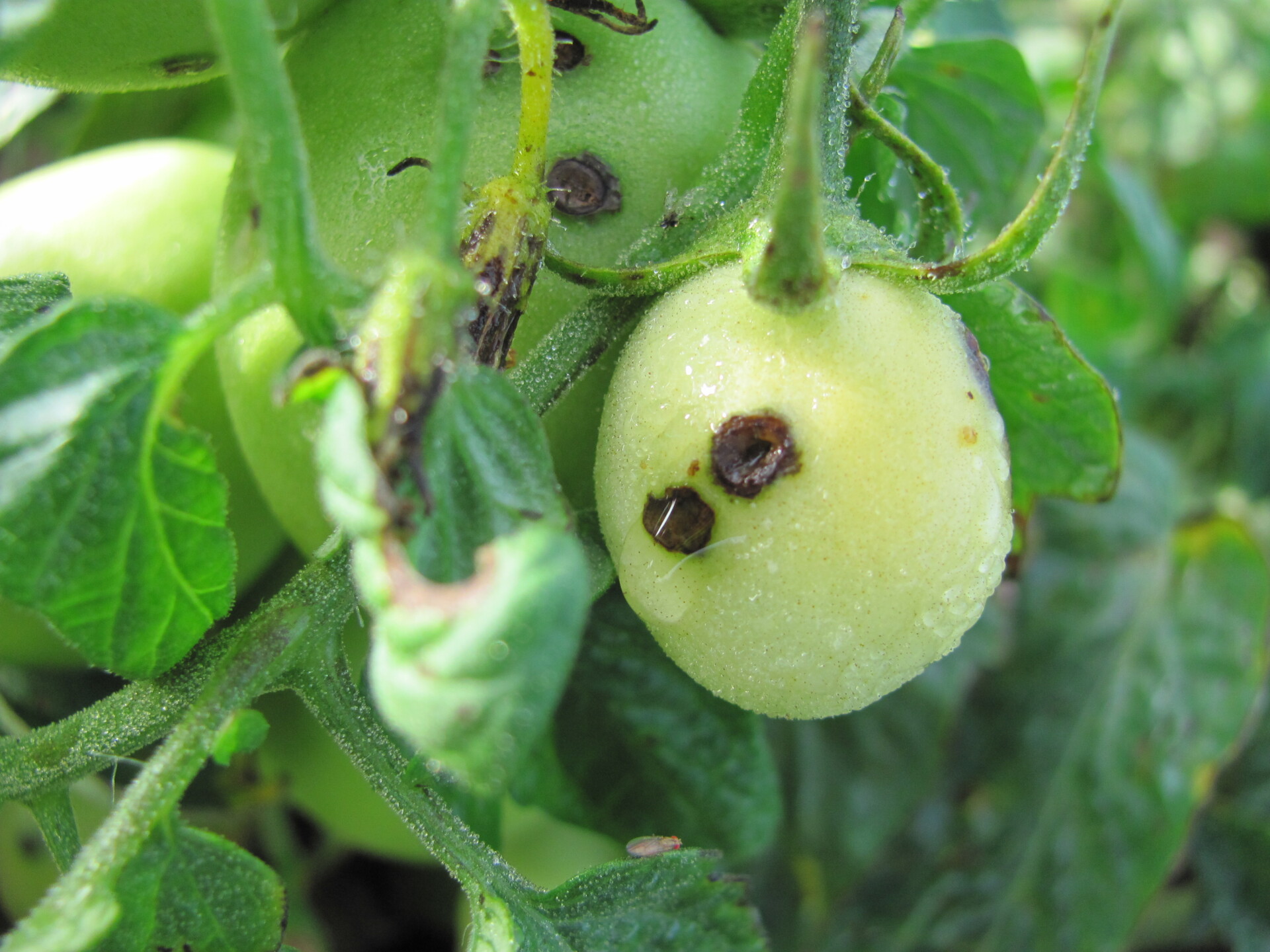 Figure 5. Bacterial spot lesions on fruit that is still wet with dew.