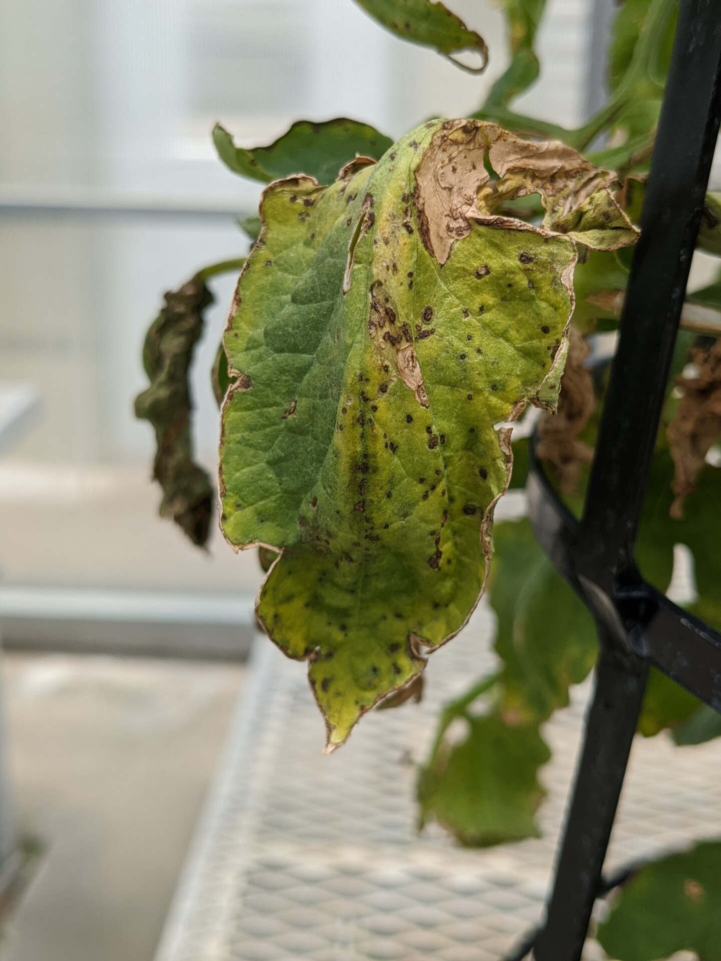 Lesions of bacterial spot on a tomato leaf.