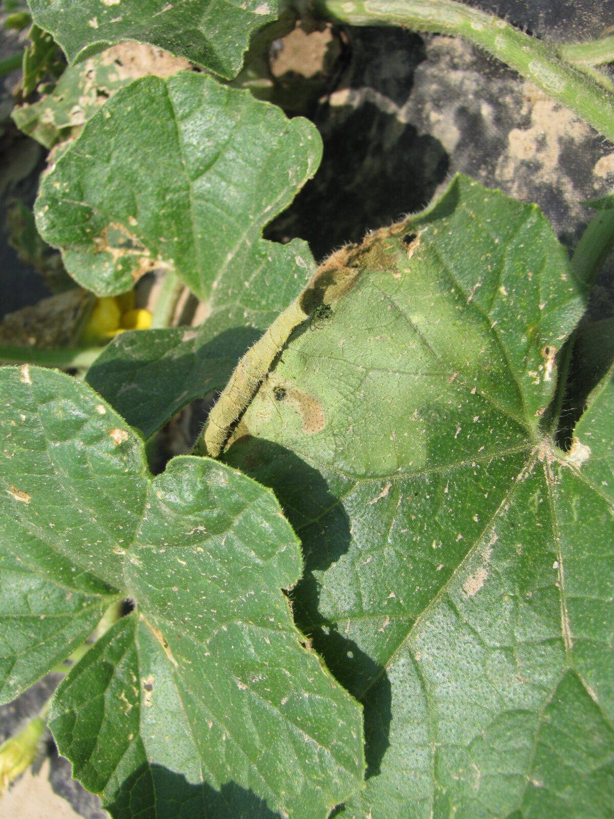 Figure 1. The wilted and collapsed area on the margin of this leaf is due to bacterial wilt of cantaloupe.
