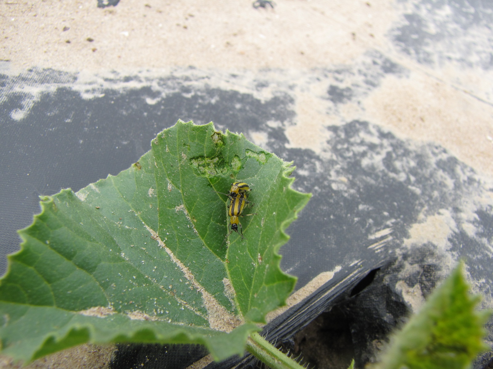 Figure 2. Cucumber beetle feeding can be observed on this cantaloupe leaf. 