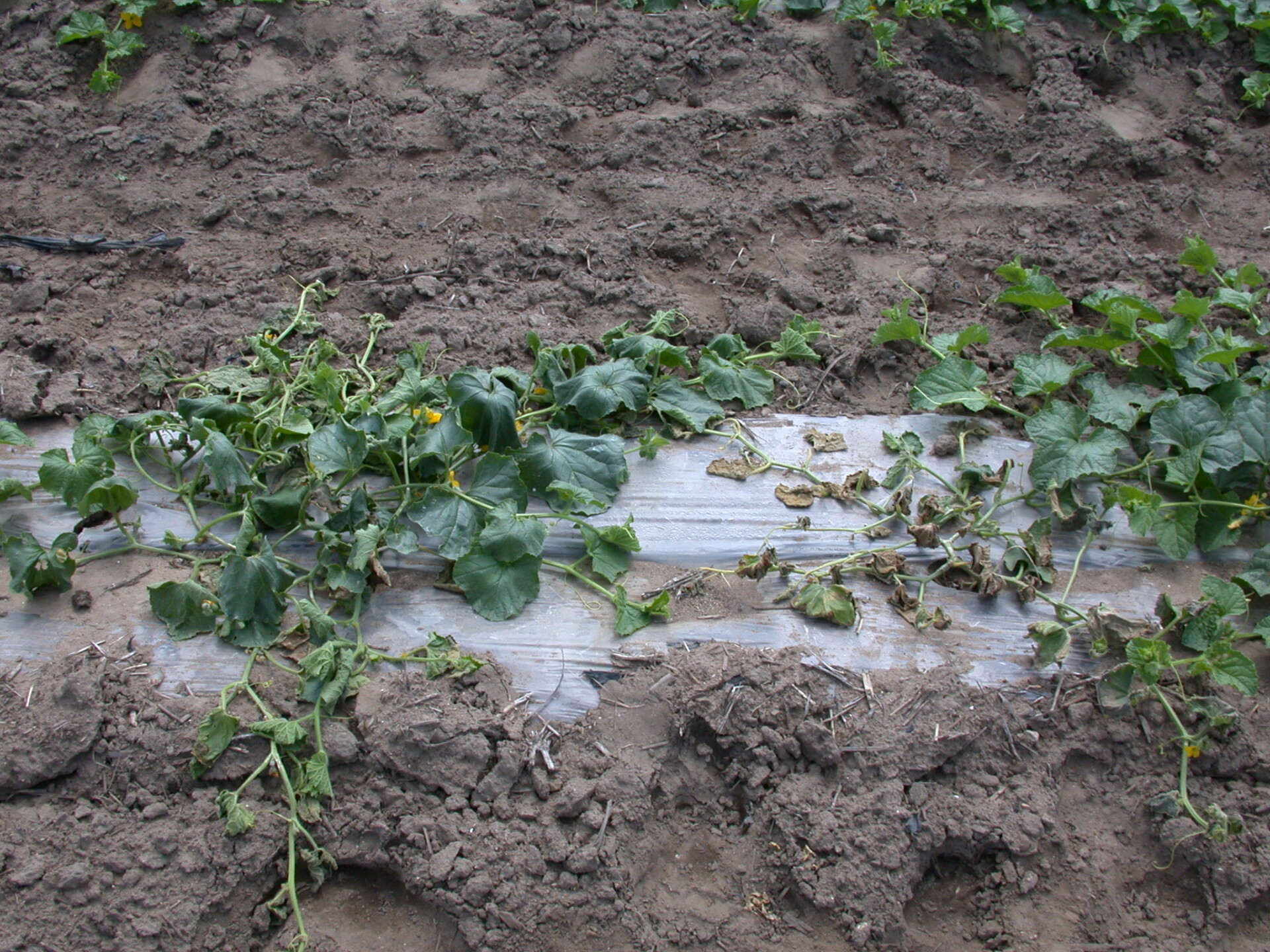 Figure 4. General wilt of cantaloupe caused by bacterial wilt.