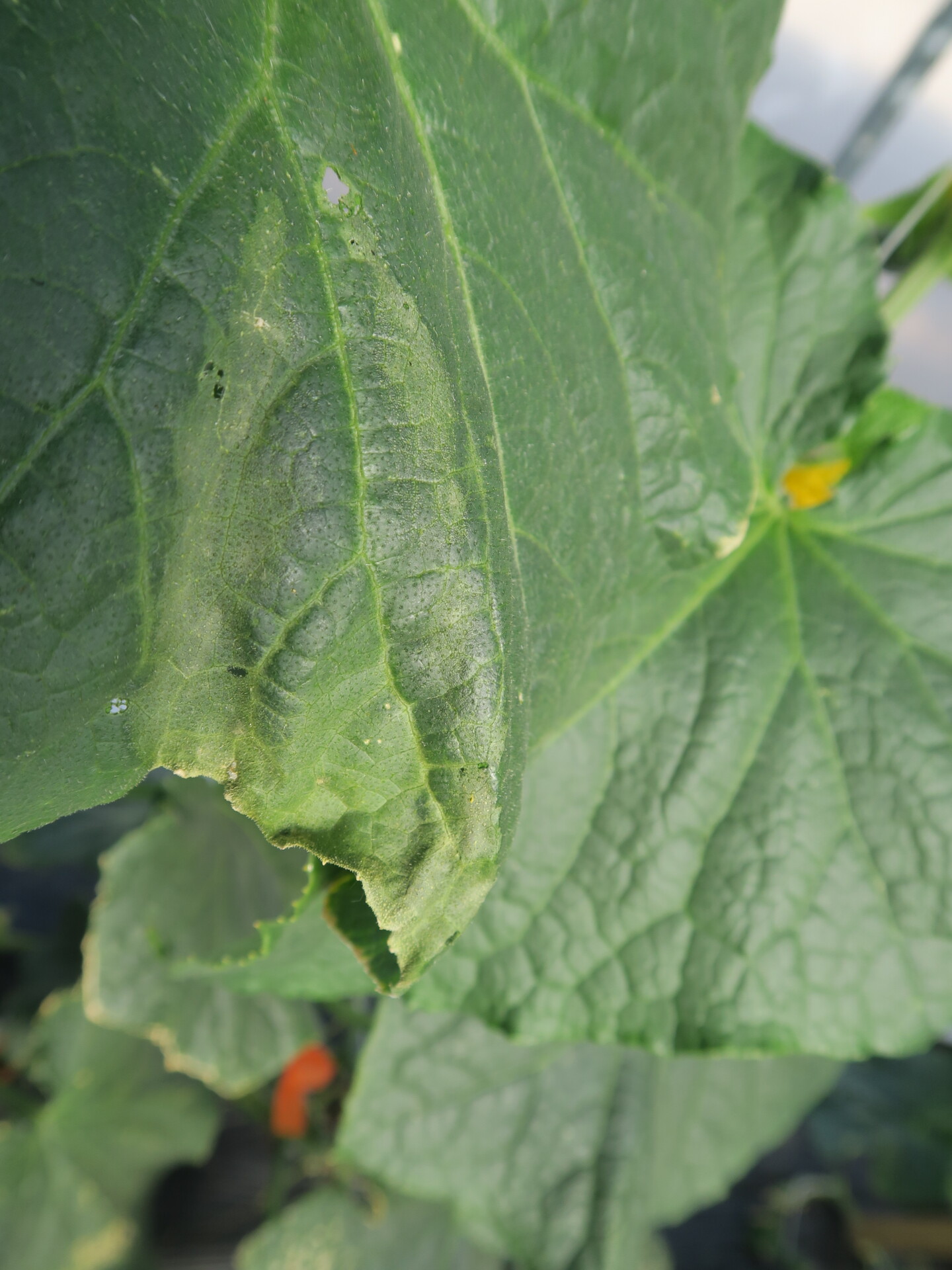 Figure 5. Striped cucumber beetle on cucumber leaf with bacterial wilt.