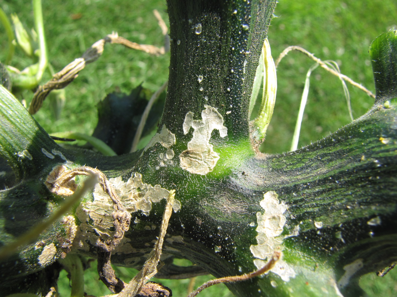  Cucumber beetle feeding on squash. Cucumber beetle feeding is associated with bacterial wilt.