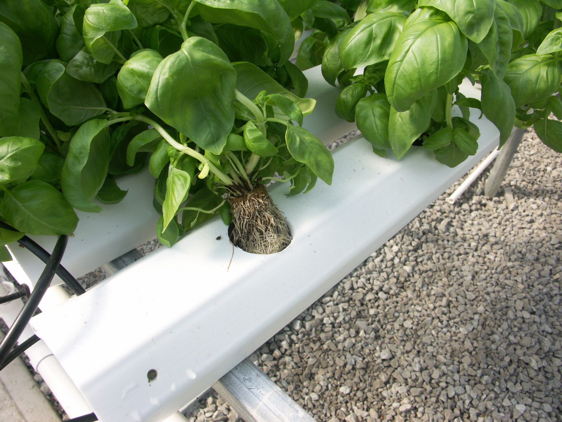 Figure 1. Black leg of basil. Note dark necrosis of lower stems in hydroponic system.