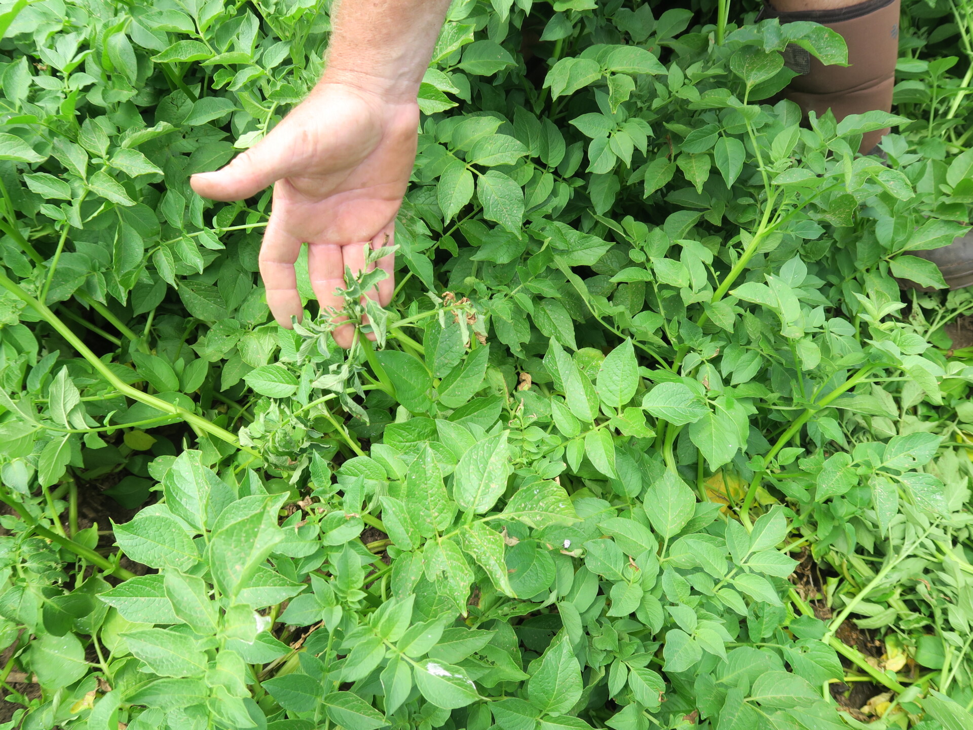Figure 1.  Often the first symptom of black leg of potato that is noticed is a wilt.