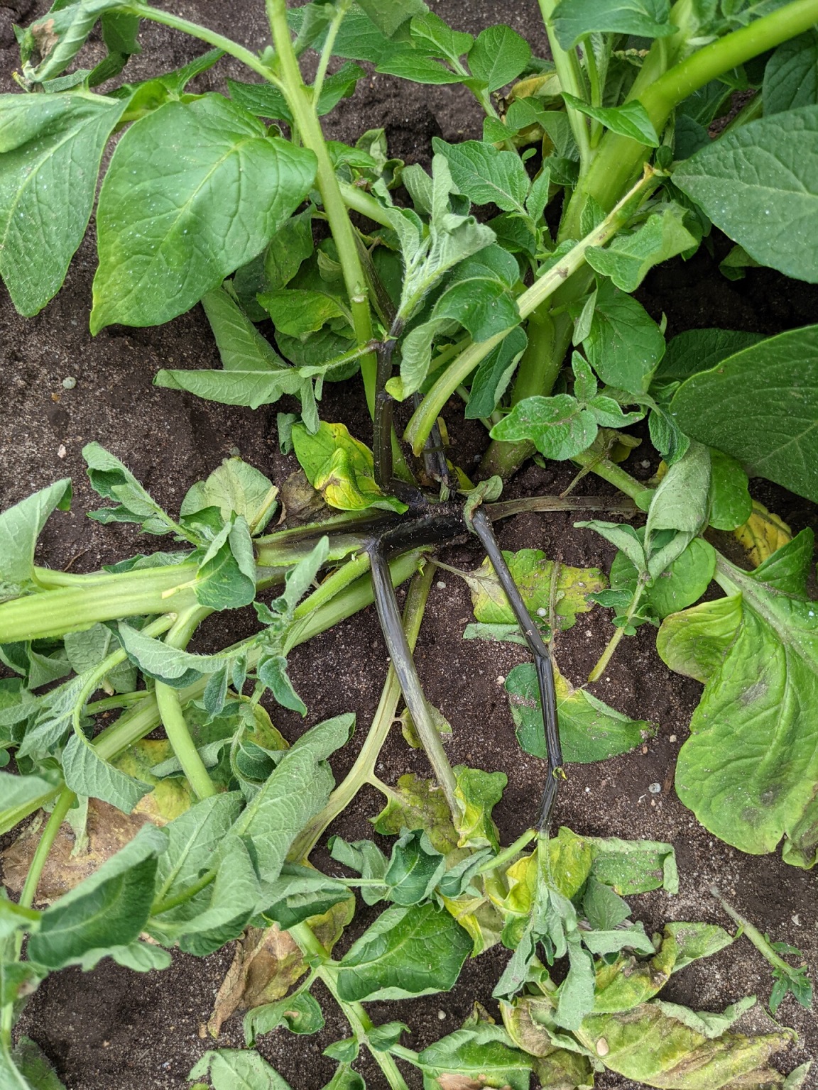 Figure 5. Collapse, wilt and dark stems caused by black leg of potato.