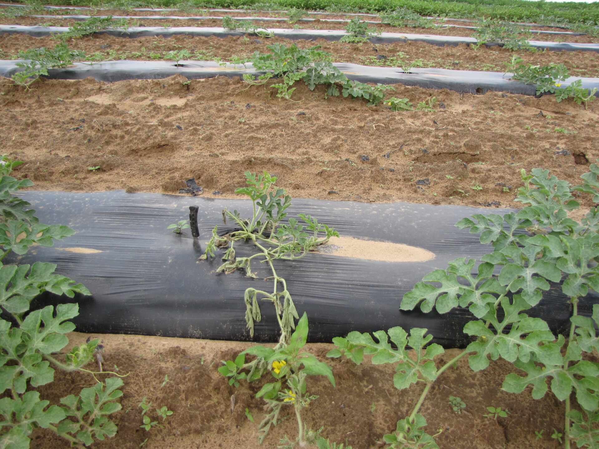 Figure 1. The symptoms of wilt in this watermelon could be from many causes. Black root rot can cause wilt such as seen here.