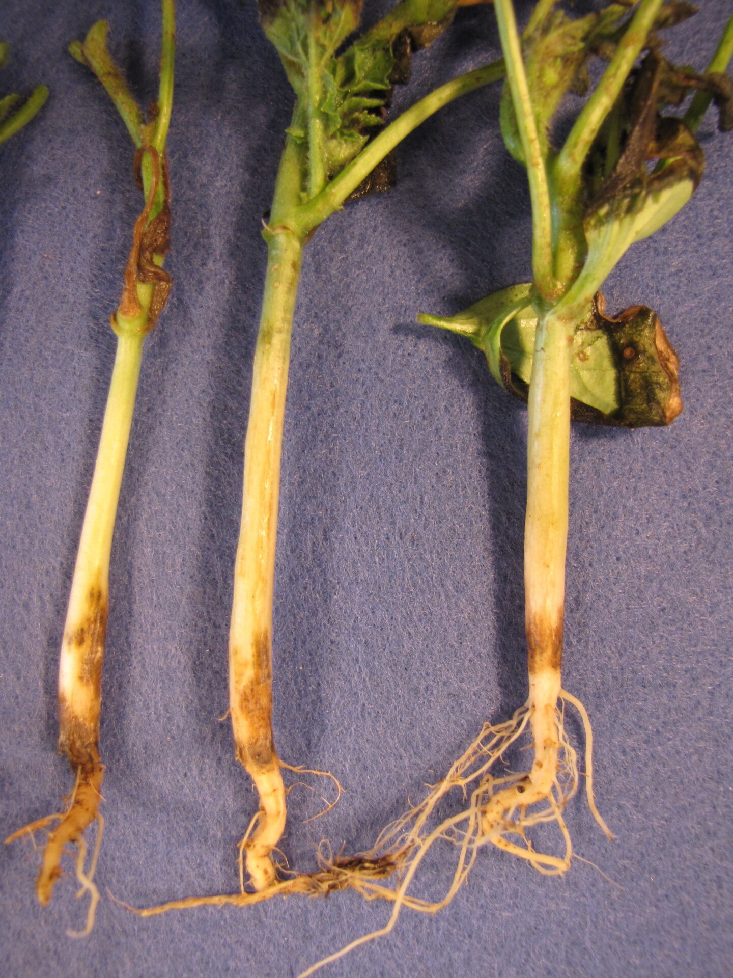 Figure 2. Dark areas on the hypocotyl of this watermelon seedling is caused by chlamydospores (resting spores) of the fungus that causes black root rot (Thielaviopsis basicola).