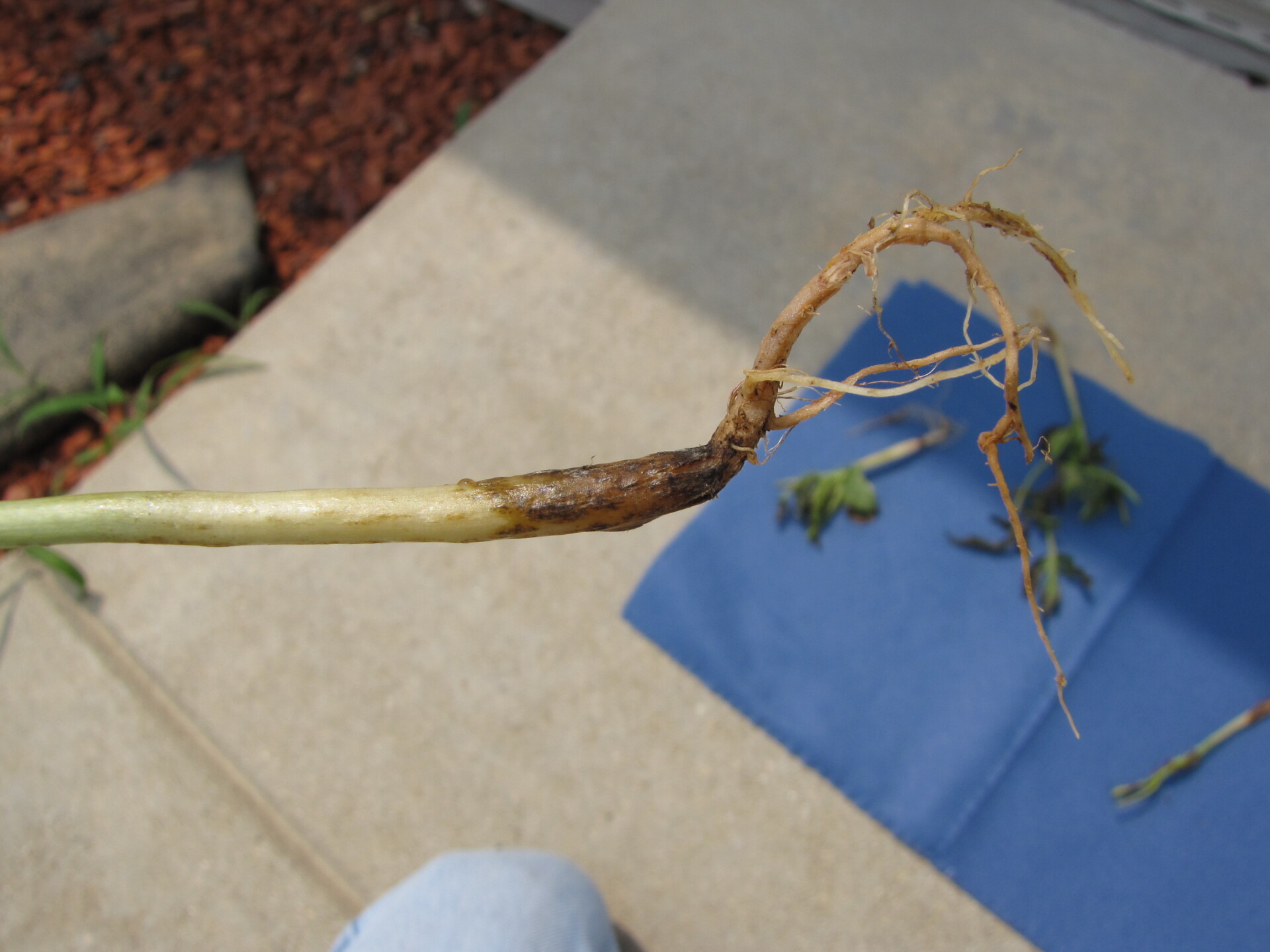Figure 3. Dark discoloration and poor root system are as a result of black root rot of watermelon.