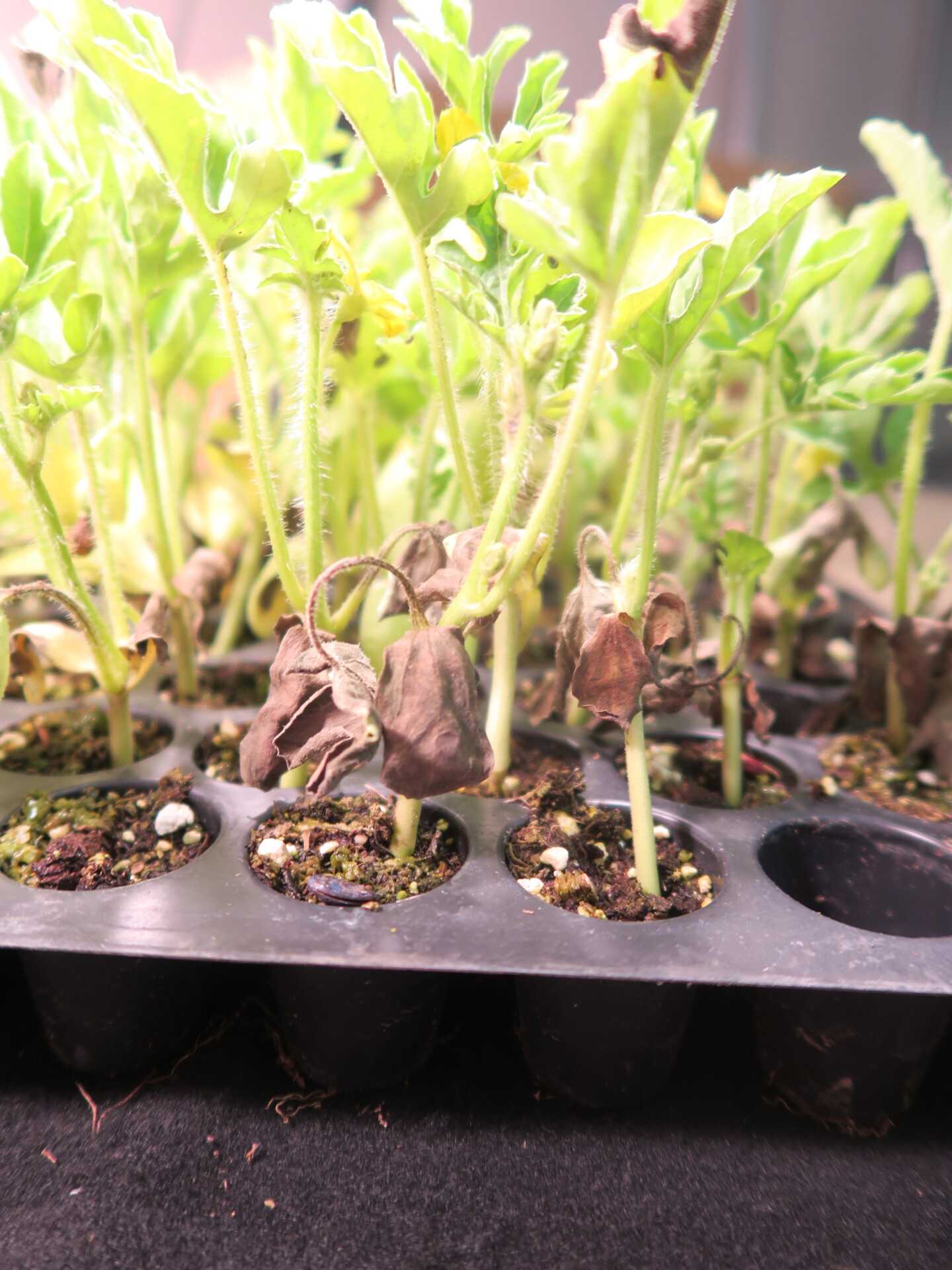 Figure 5. The watermelon seedlings in this transplant tray are declining due to black root rot.