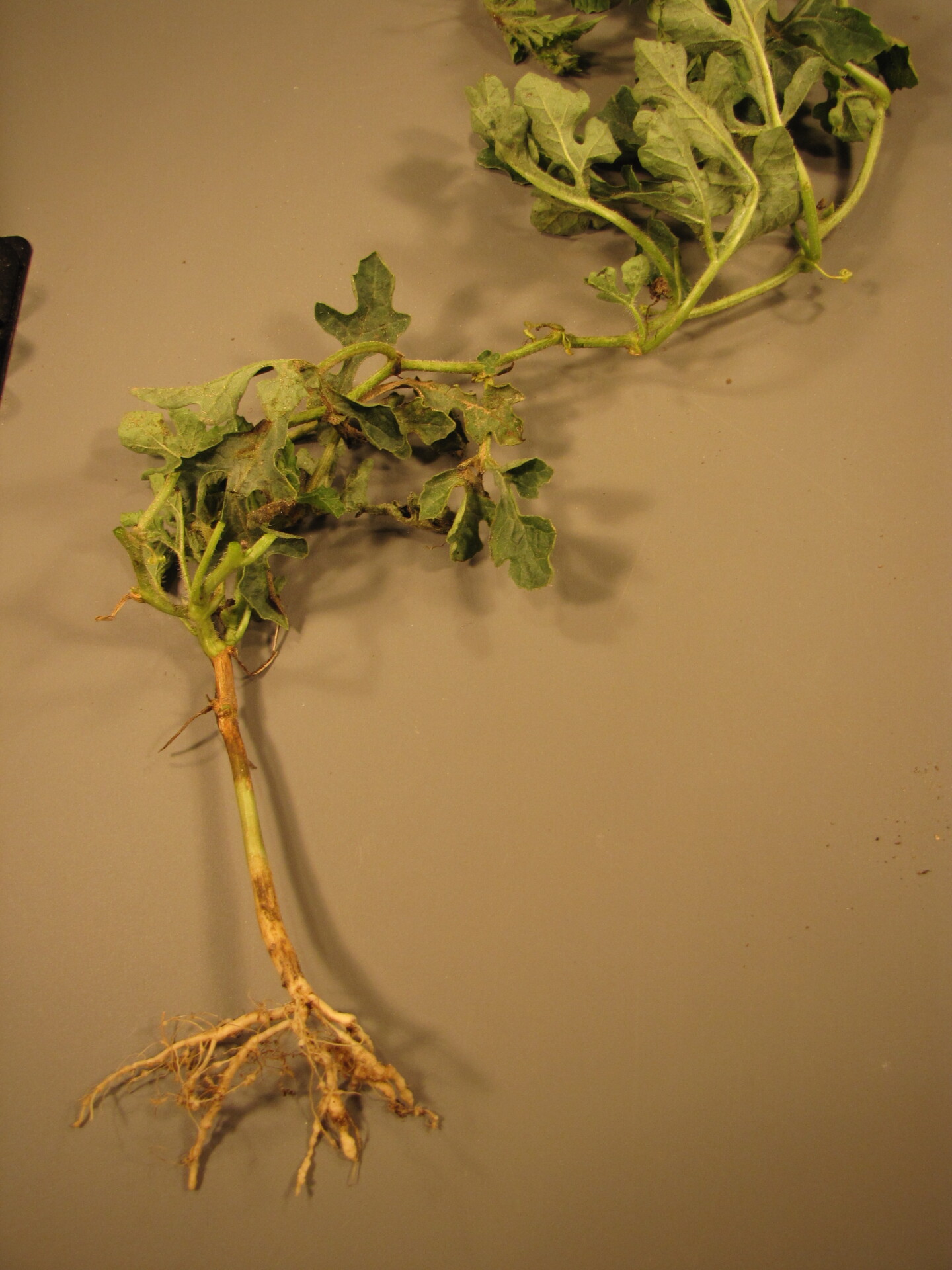 Figure 7. This watermelon is affected by gummy stem blight immediately below and above the cotyledon, black root rot at the lower hypocotyl and root knot nematodes on the roots.