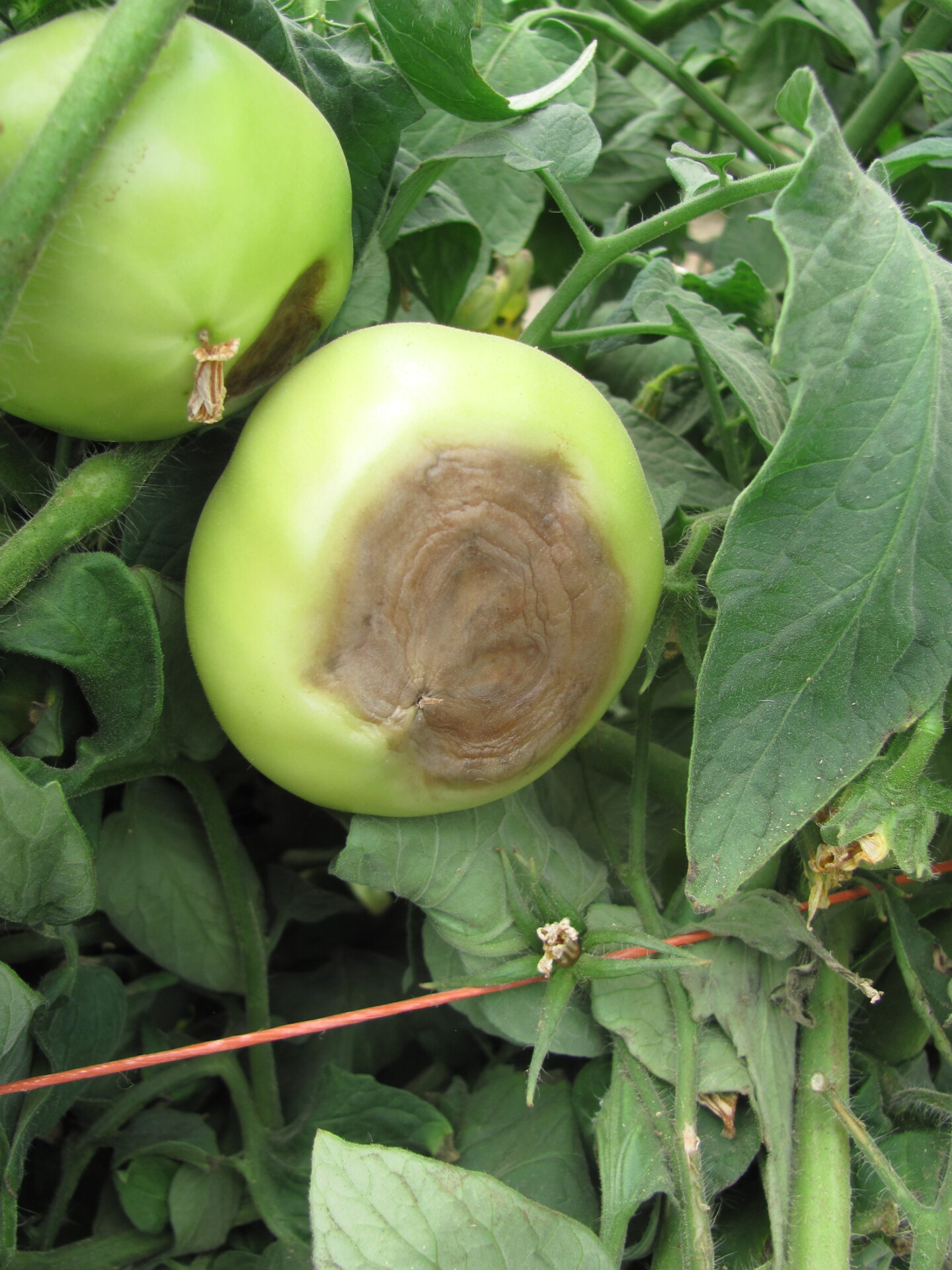 Figure 1. Blossom end rot of tomato can be recognized by a leathery brown lesion at the base of the tomato.
