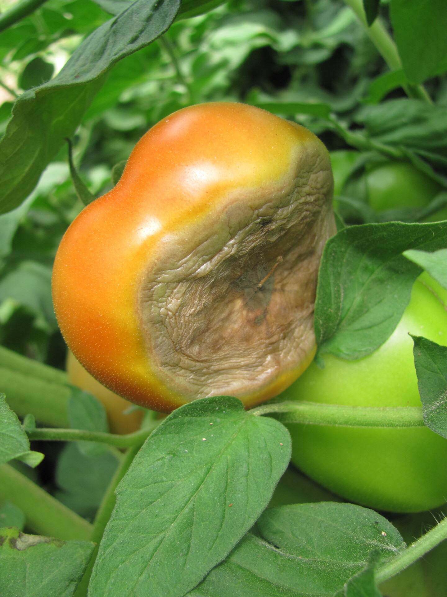 Figure 2. Blossom end rot of red tomato.
