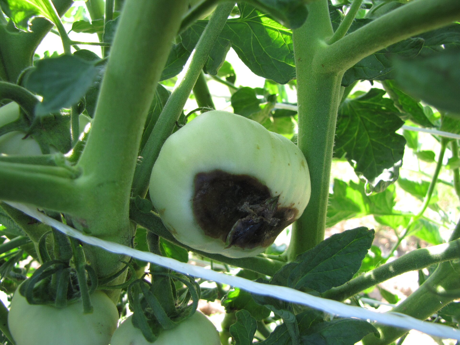 Figure 3. Blossom end rot of tomato.