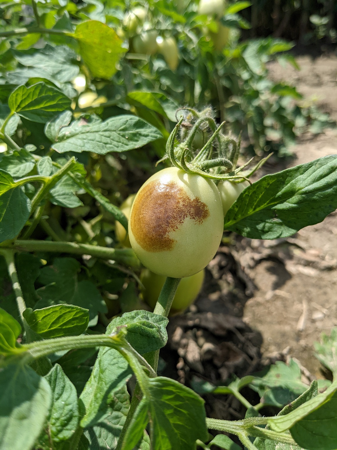 A processing tomato with Buckeye rot.