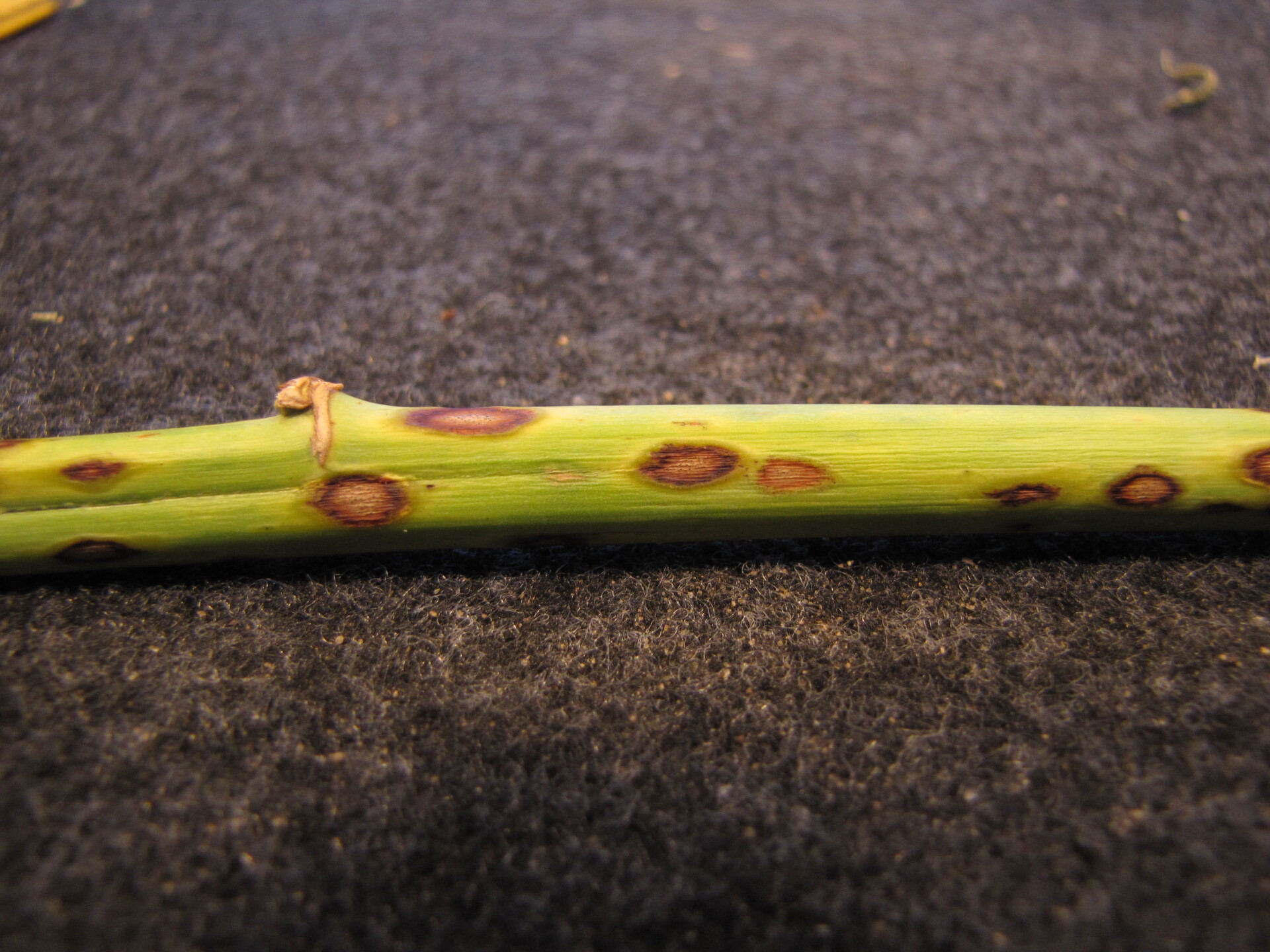 Figure 2. Cercospora blight of asparagus. Note sunken roughly oval or round lesions. Close observations will reveal sporulation in the lesions.