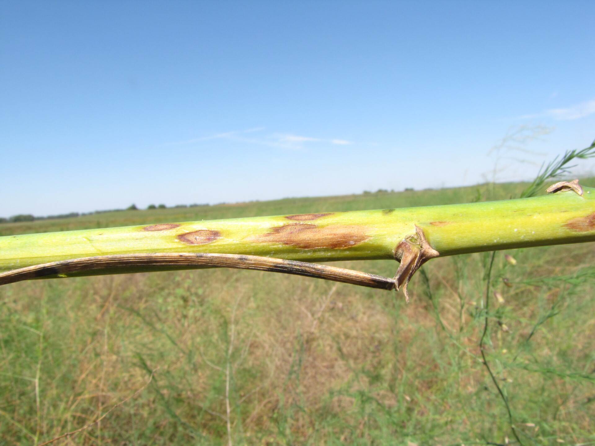 Figure 3. Cercospora blight of asparagus. 