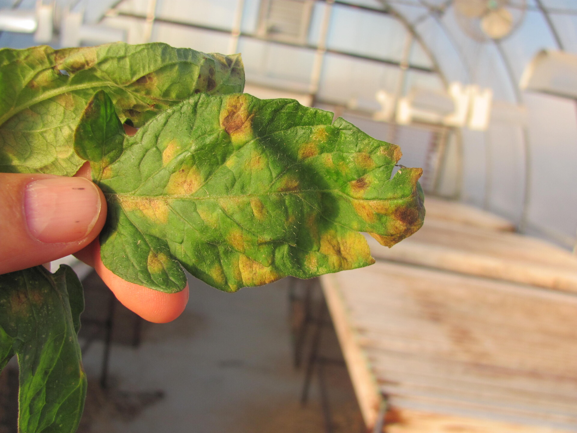 Figure 1. Cercospora leaf mold of tomato. 