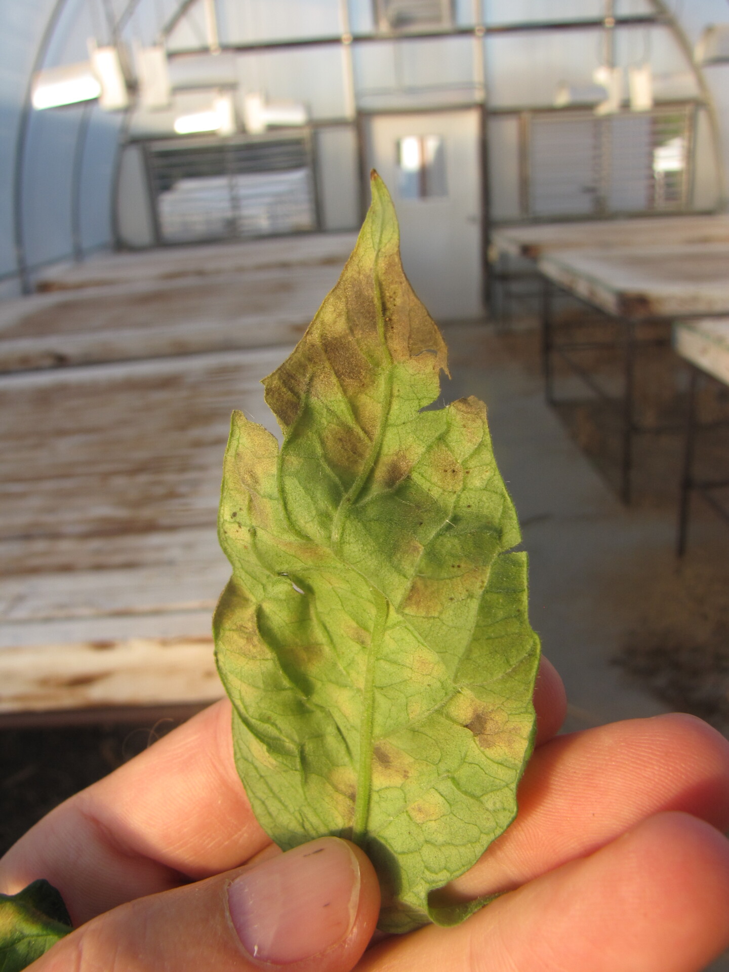 Underside of tomato leaf with cercospora leaf mold. 