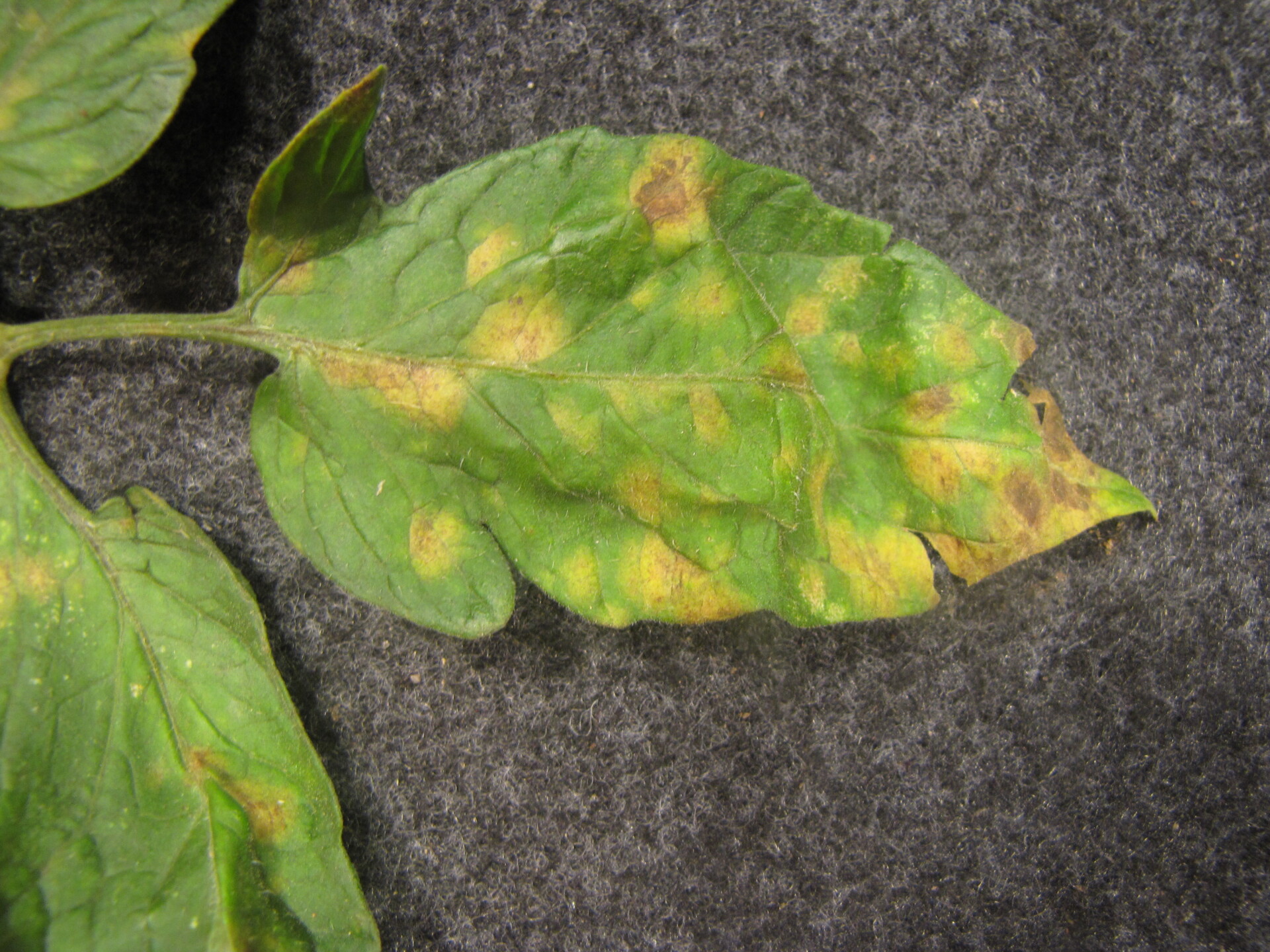 Figure 3. Cercospora leaf mold of tomato. Note that smaller lesions are chlorotic while larger lesions have become necrotic.