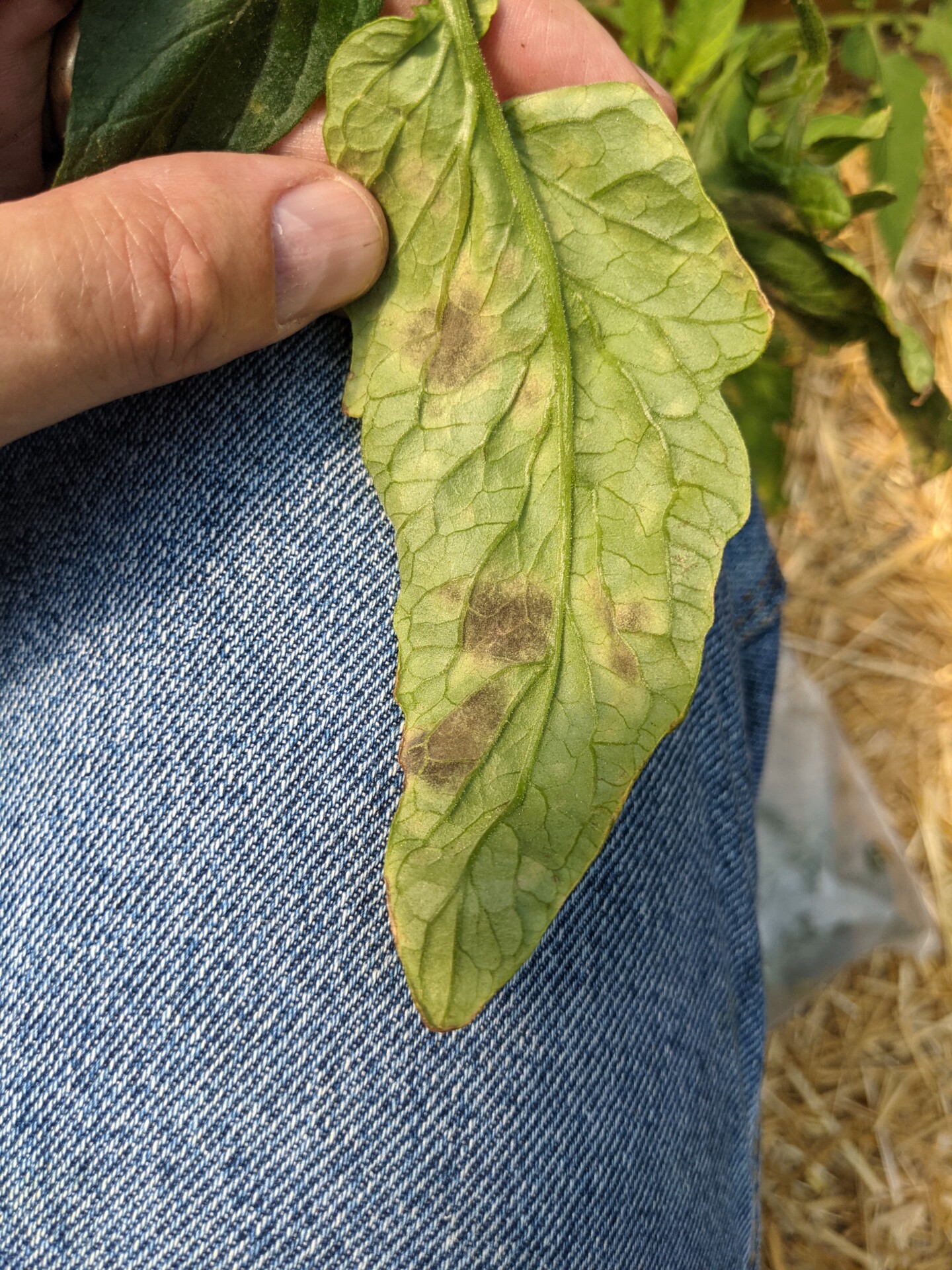 Figure 6. Another view of the dark sporulation of Cercospora leaf mold of tomato.