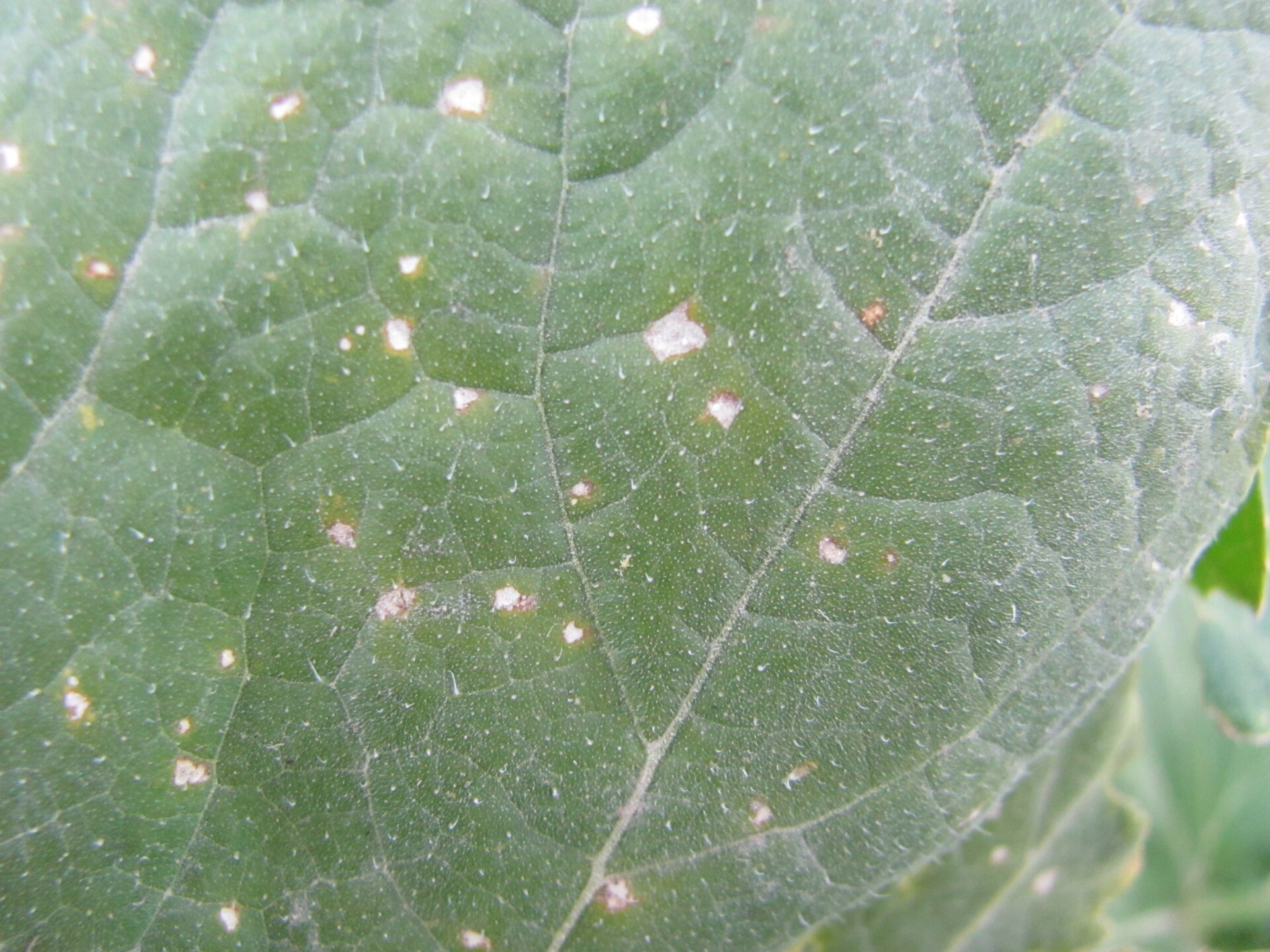 Figure 1. Cercospora leaf spot of pumpkin.