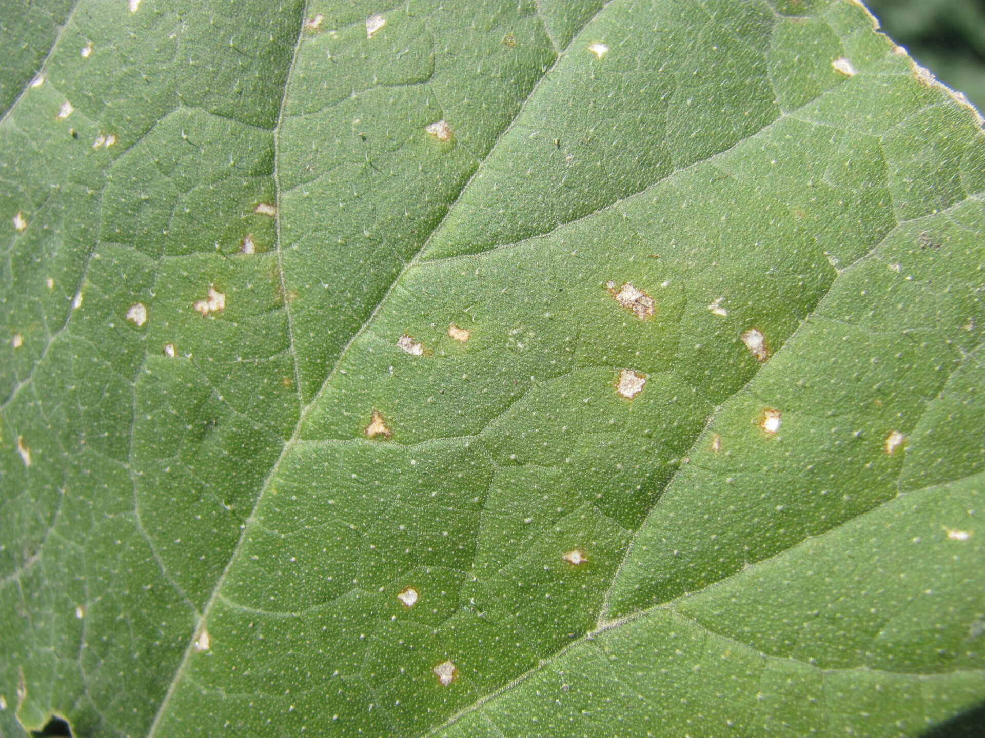 Figure 2. Cercospora leaf spot of pumpkin.