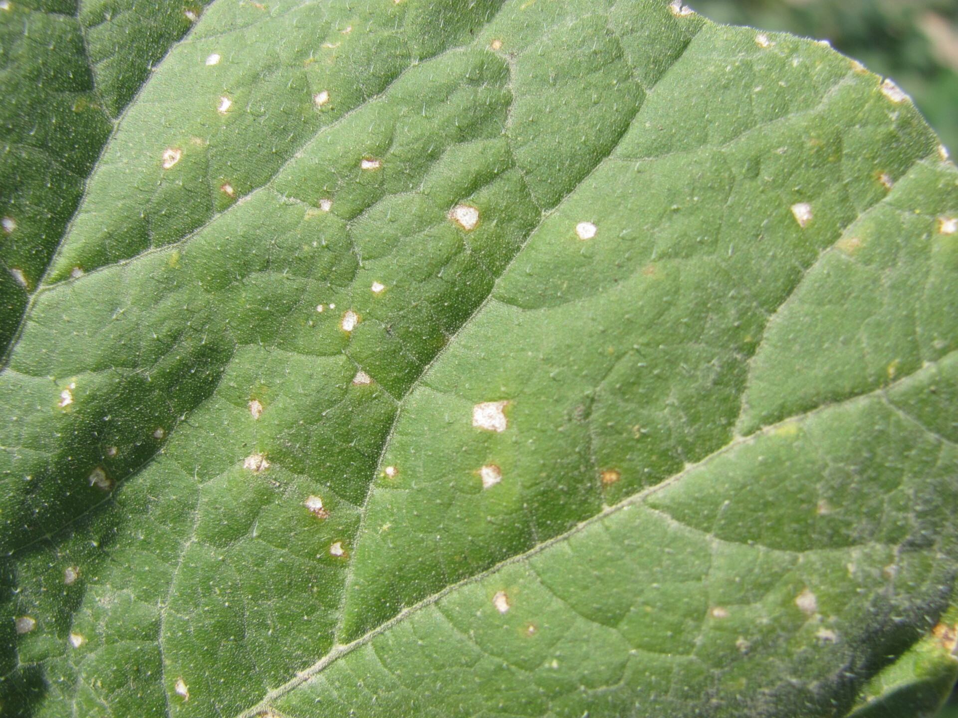 Figure 3. Cercospora leaf spot of pumpkin.