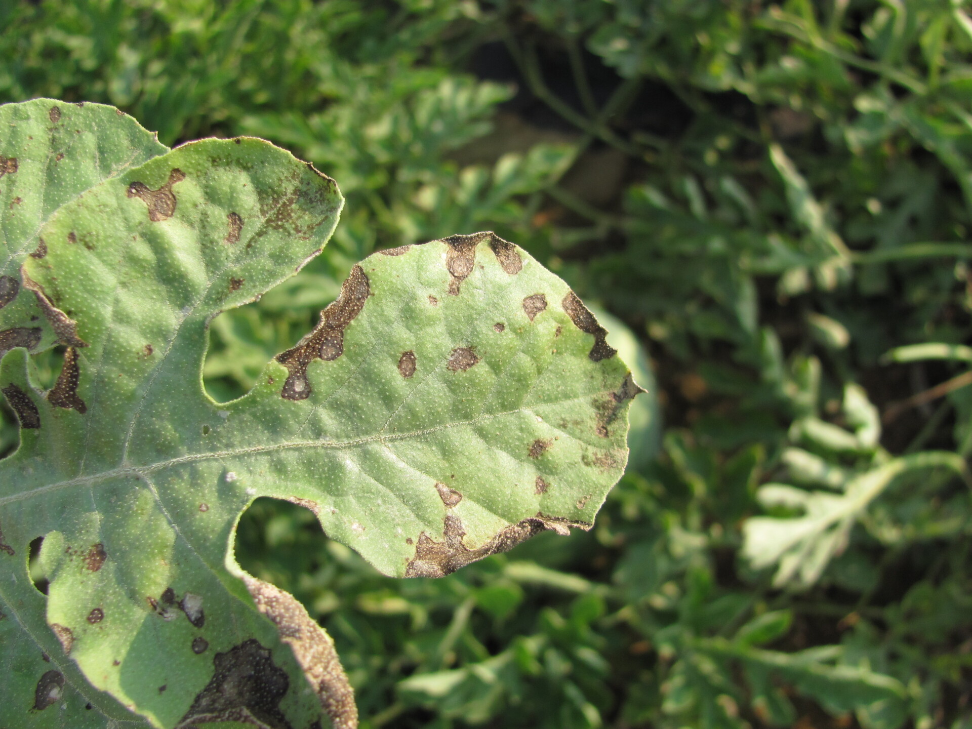Figure 2. Closeup of Cercospora leaf spot on watermelon.