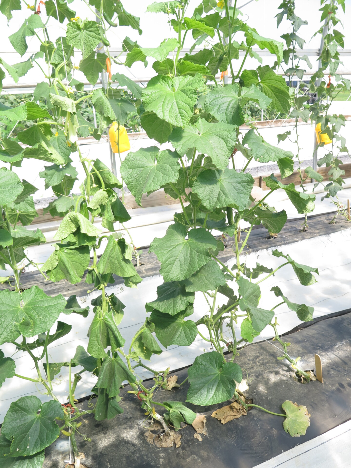 Figure 1. Charcoal rot of cucumber. Plant wilt is often the first symptom observed.