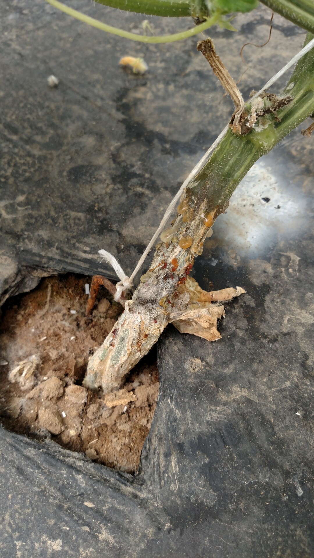 Figure 4. Charcoal rot of cucumber.