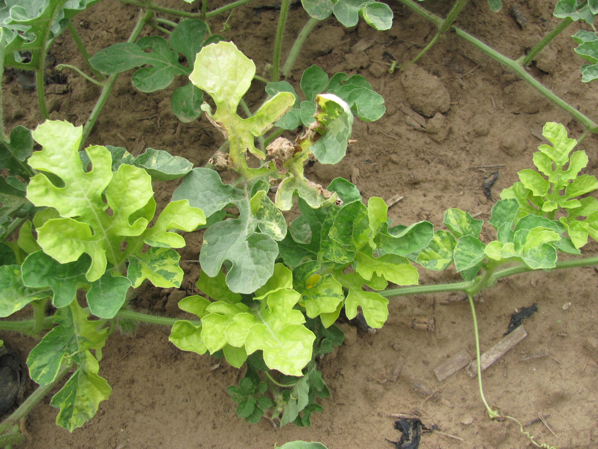 Figure 2. Chimera has caused irregular patterns on a watermelon leaves.