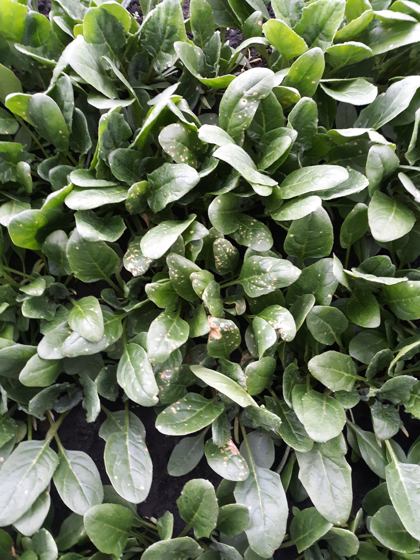 Figure 1. Cladosporium leaf spot of spinach.