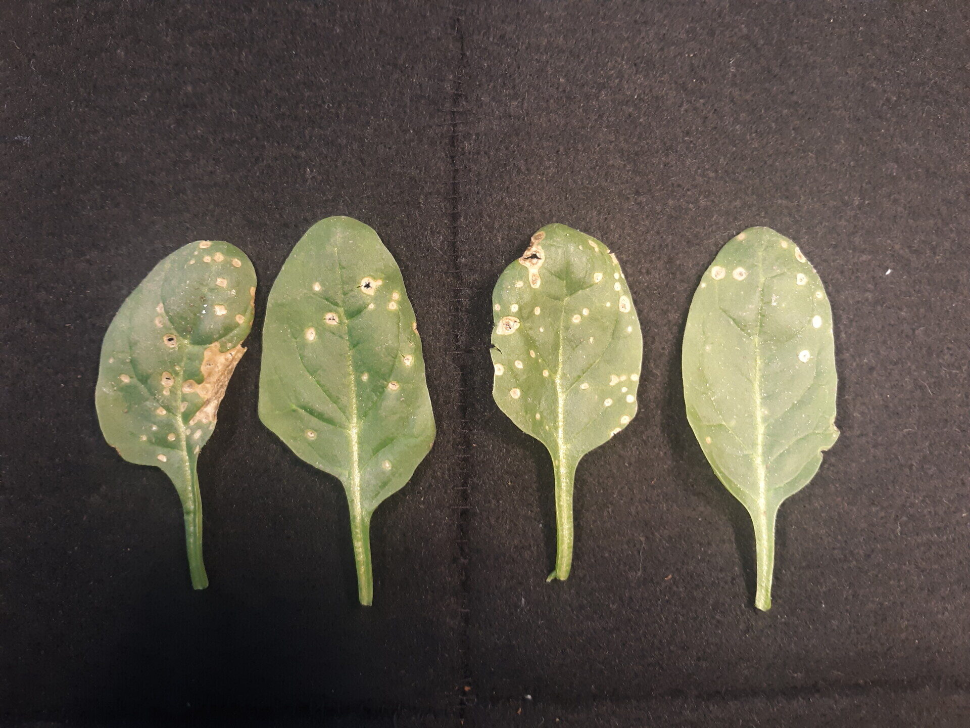 Figure 2. Cladosporium leaf spot of spinach.