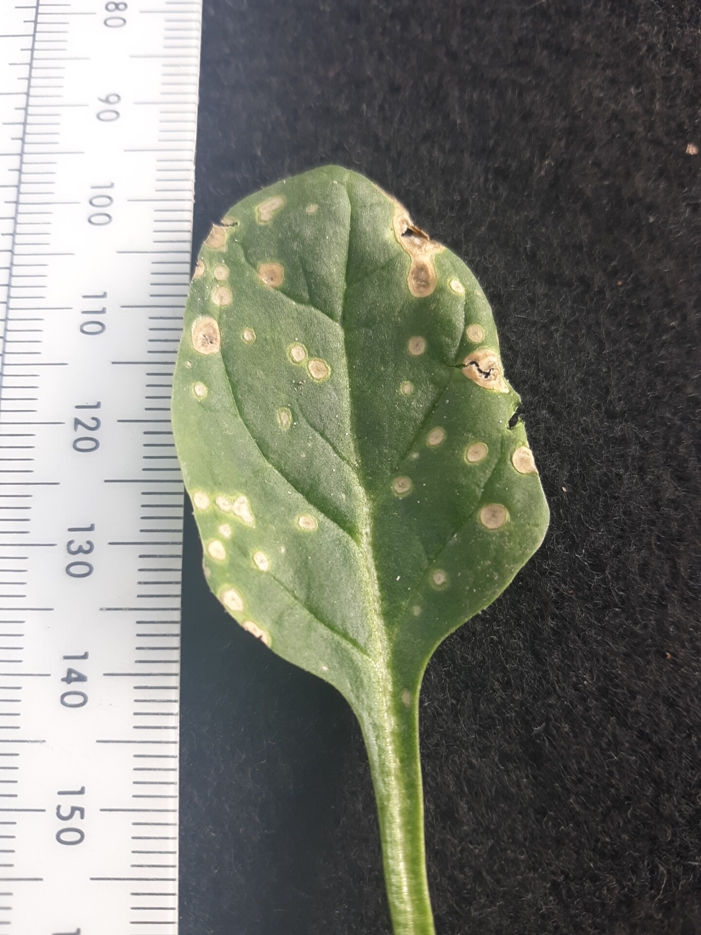 Figure 3. Cladosporium leaf spot of spinach.