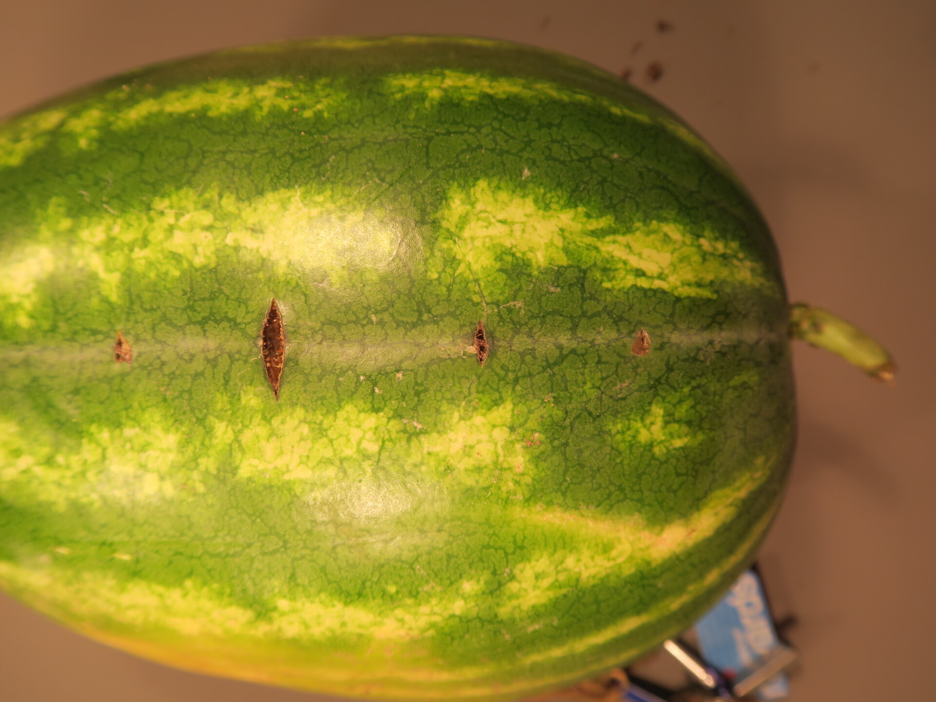Figure 1. Cross stitch on watermelon.