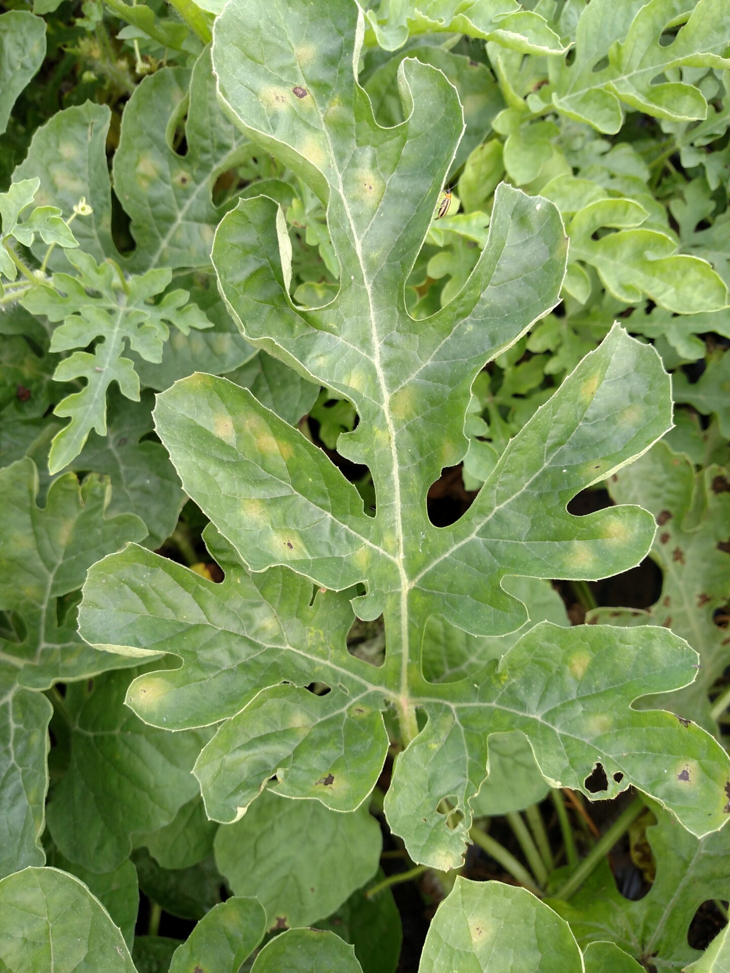 Figure 1. Chlorotic lesions of downy mildew on a watermelon leaf. Note that a few of the lesions are starting to become necrotic.