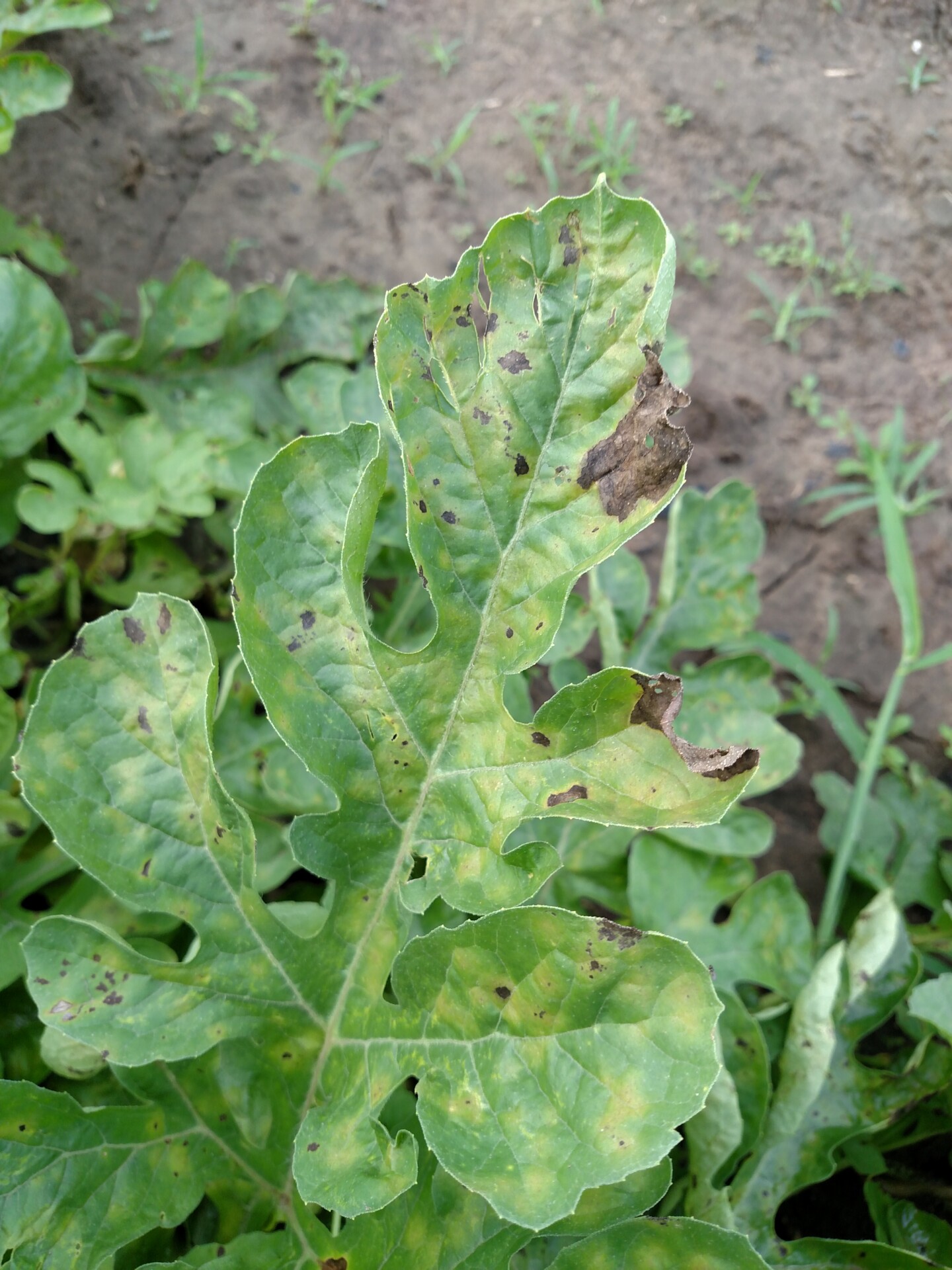 Figure 2. Chlorotic and necrotic lesions on watermelon leaf.