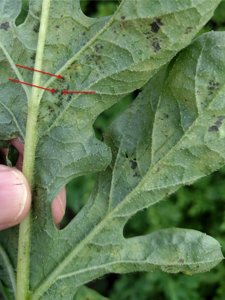 Figure 3. Underside of watermelon leaf with downy mildew. Note sporulation of downy mildew-see red arrows.