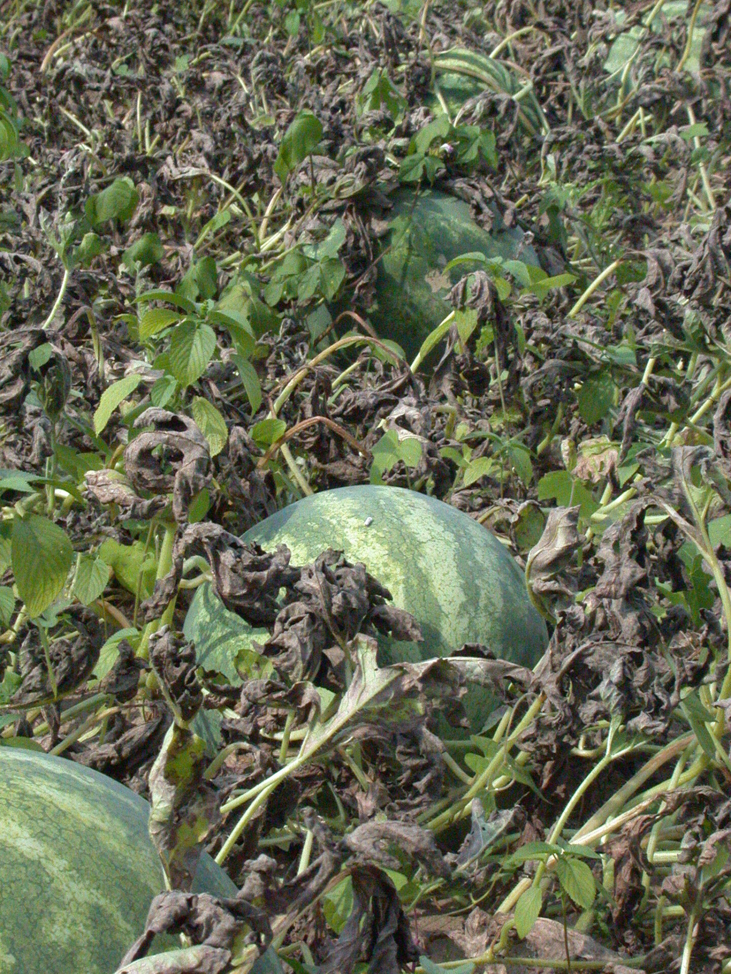 Figure 4. Severe outbreak of downy mildew on watermelon. Note that stem and fruit of watermelon are not directly affected.
