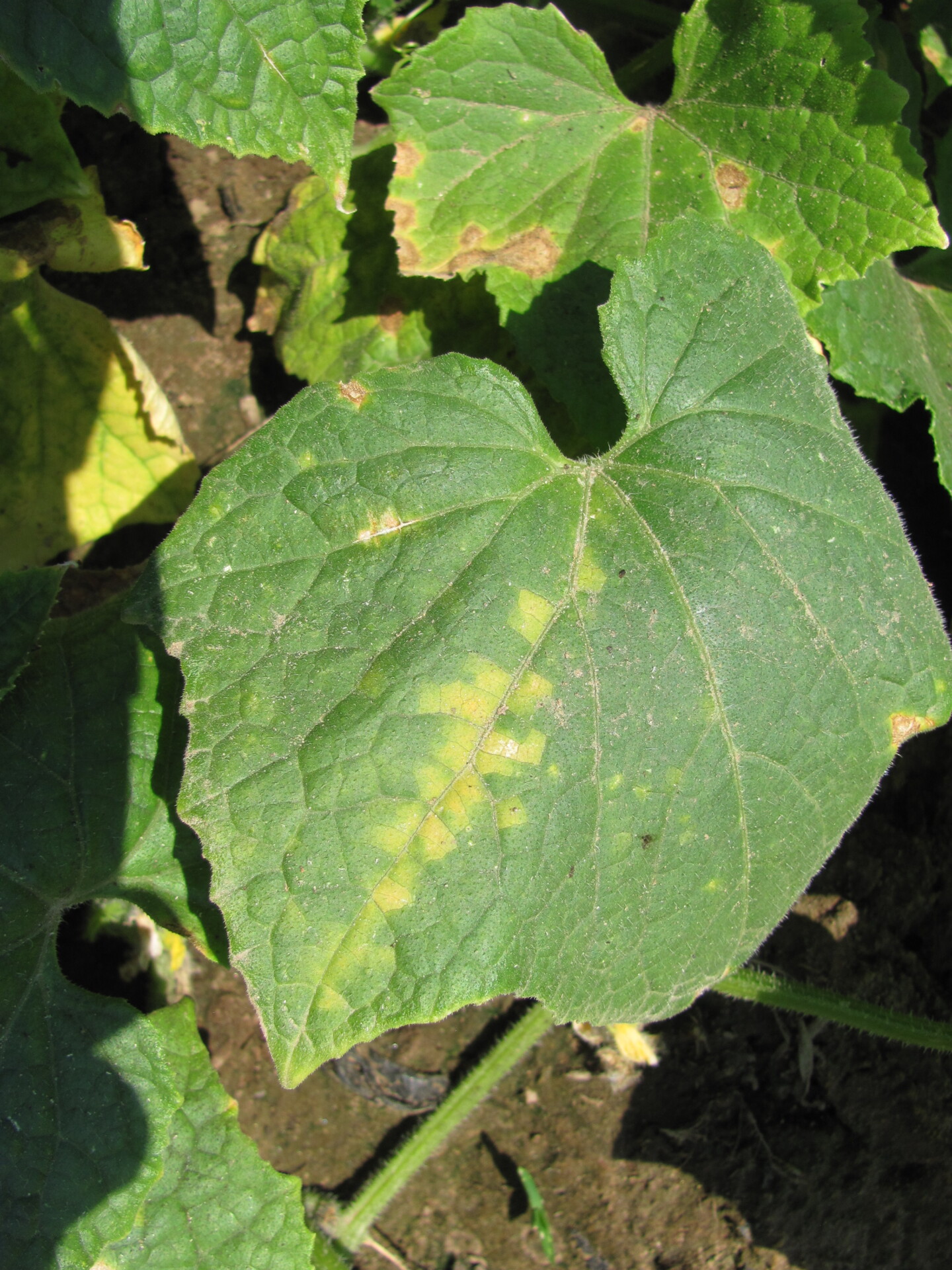 Figure 1. Downy mildew of cucumber. Note angular chlorotic lesions.