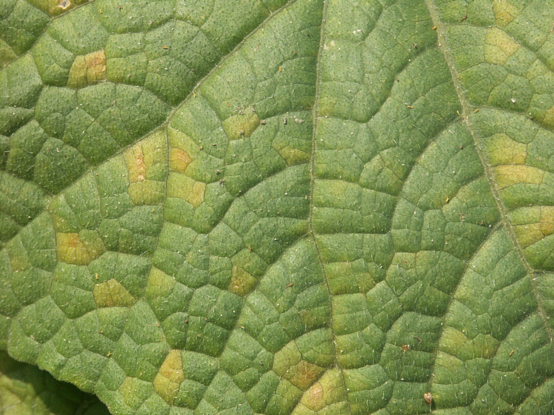 Figure 2. Downy mildew of cucumber. Note angular chlorotic lesions.