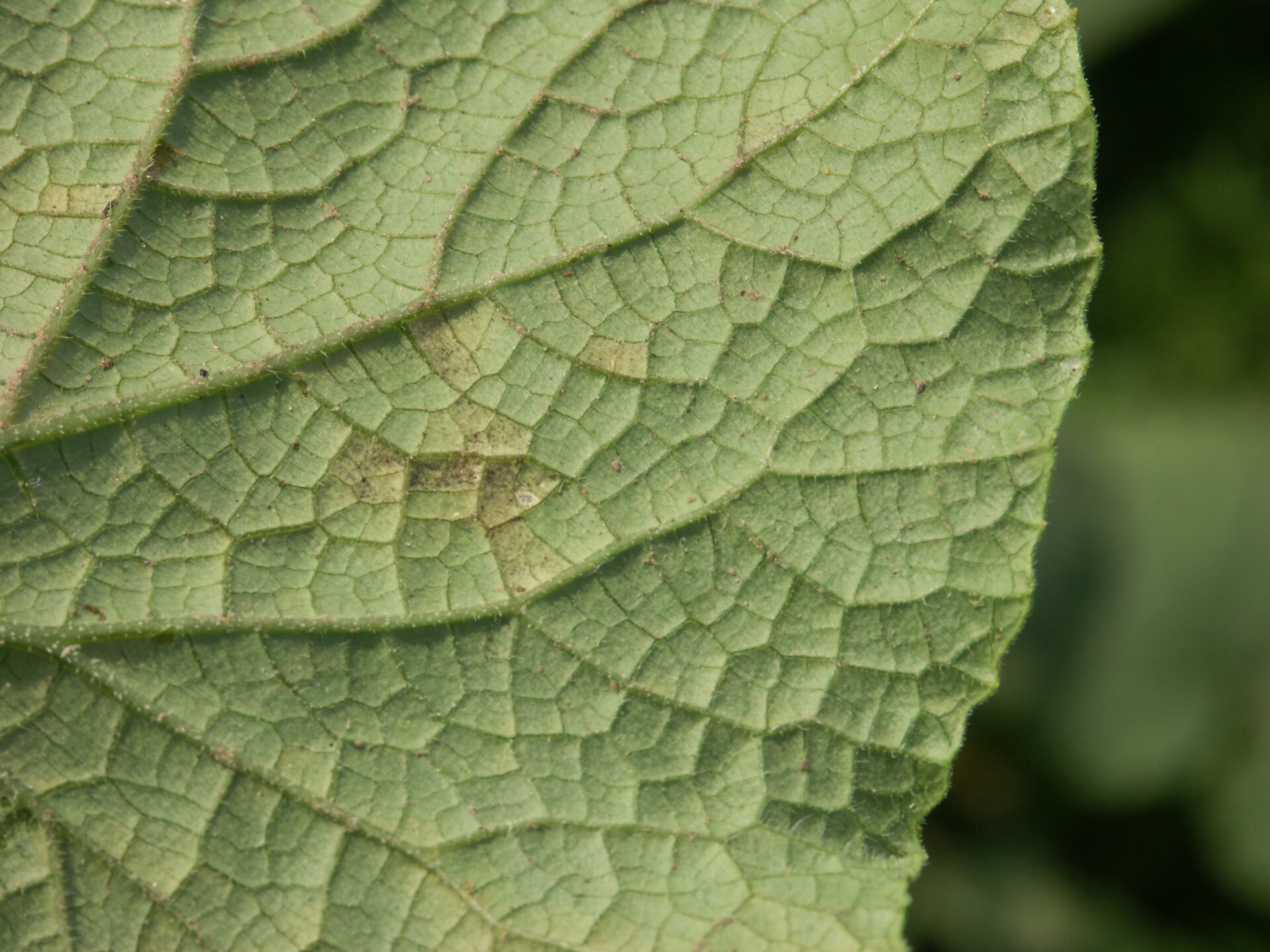 Figure 4. Downy mildew of cucumber. Note dark, sporulation visible on the underside of the leaf.