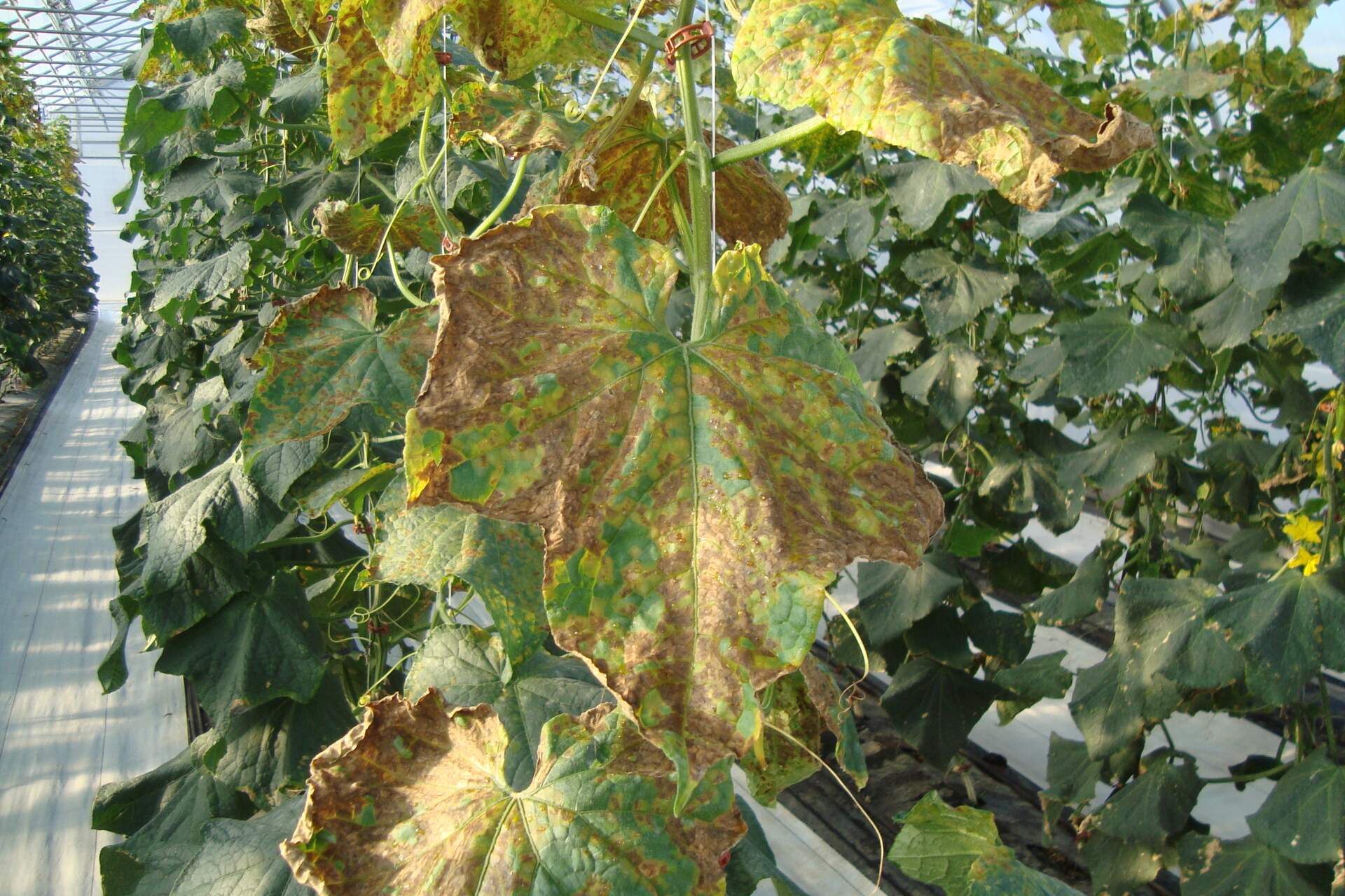 Figure 5. Downy mildew of cucumber. Note chlorotic and necrotic lesions.