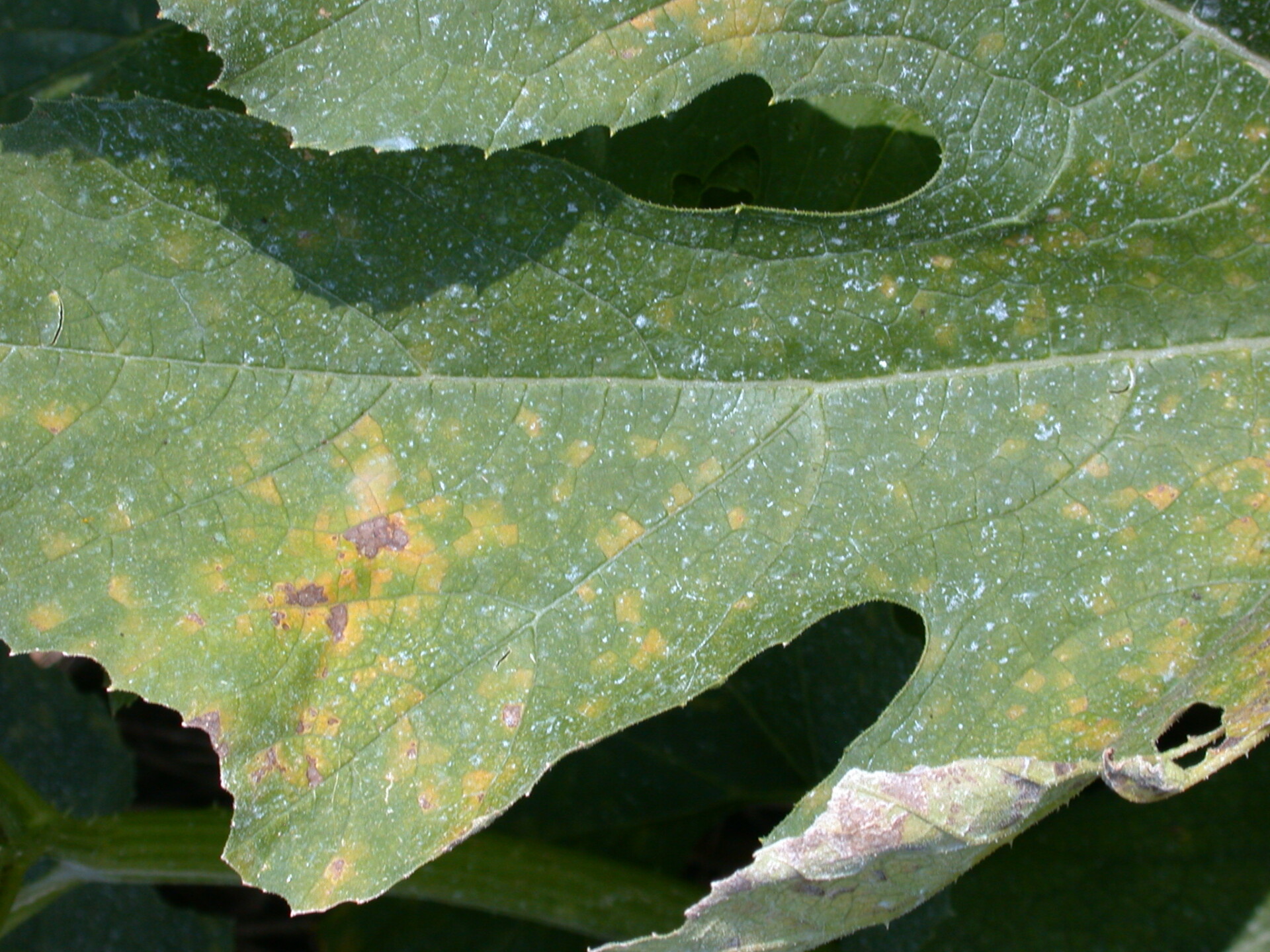 Figure 1. Downy mildew of pumpkin. Lesions tend to be angular and are initially chlorotic. Note older lesions have turned necrotic.