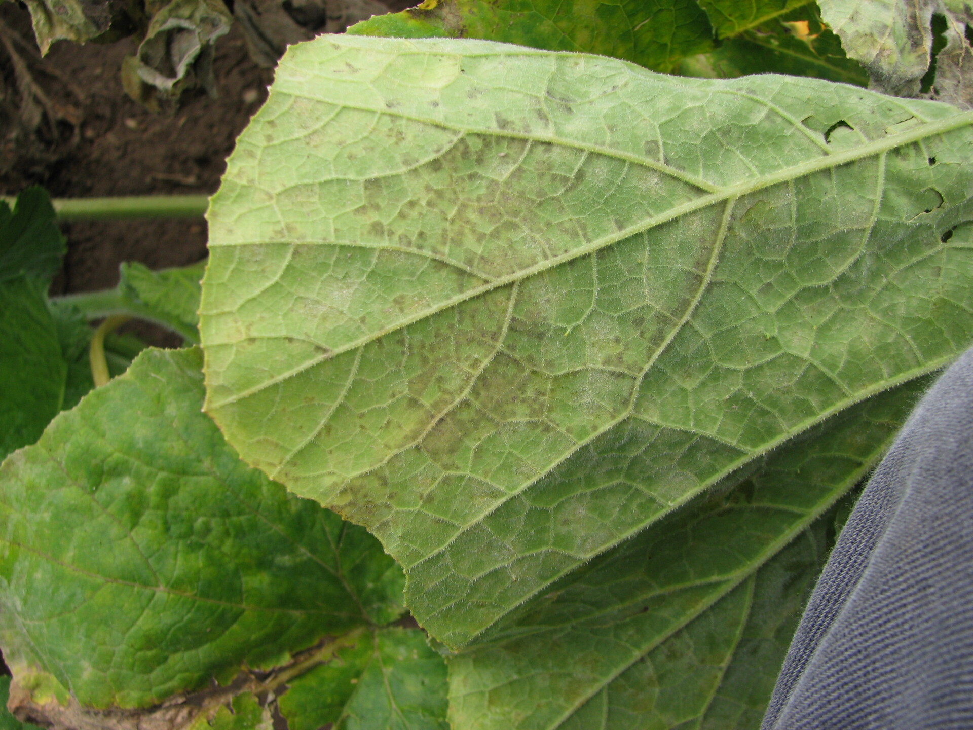 Figure 3. Under moist conditions, the causal fungus for downy mildew of pumpkin can be observed to sporulate on the underside of the leaf.