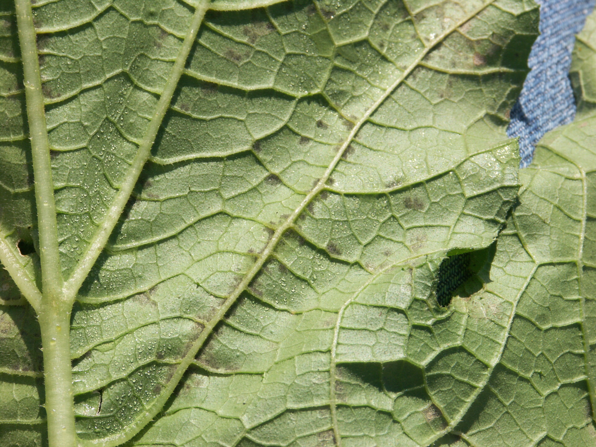 Downy mildew of pumpkin. Sporulation is visible on the underside of the leaf near the vein where moisture has accumulated.
