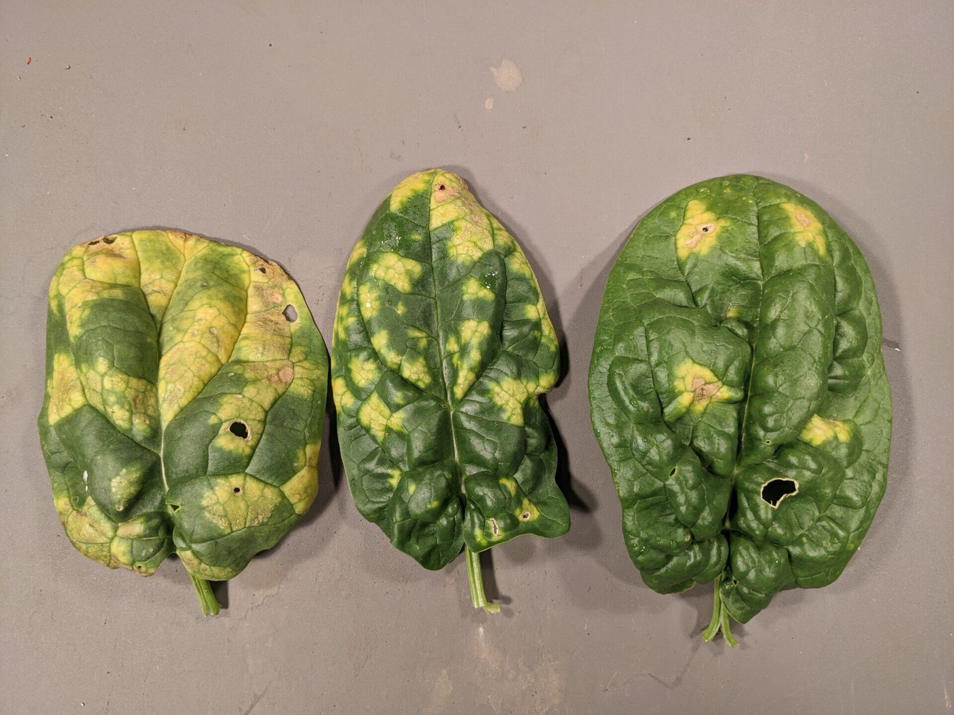 Downy mildew of spinach.
